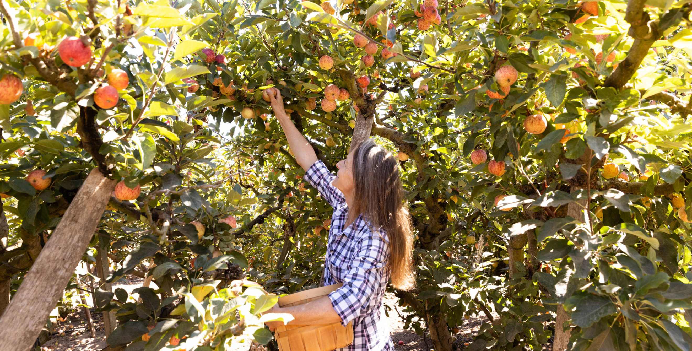 A woman picks apples at Gizdich Ranch in Watsonville, California.
