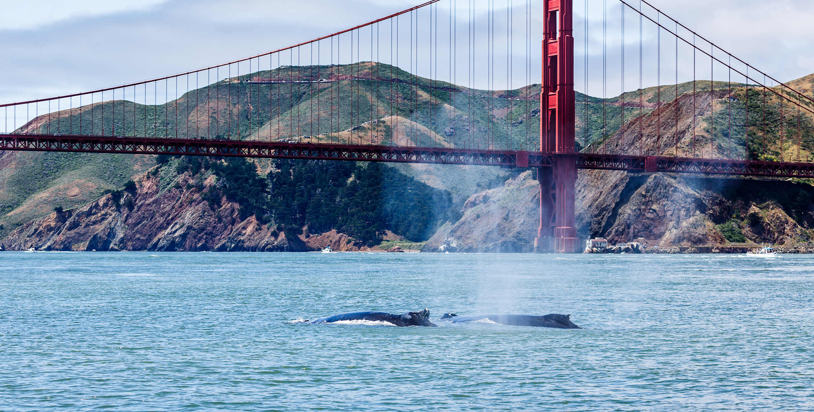 Gray whales swim near the Golden Gate Bridge on an overcast day.