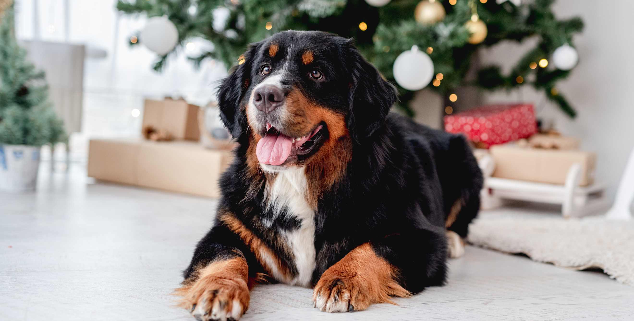 A Bernese mountain dog lounges in front of a Christmas tree.