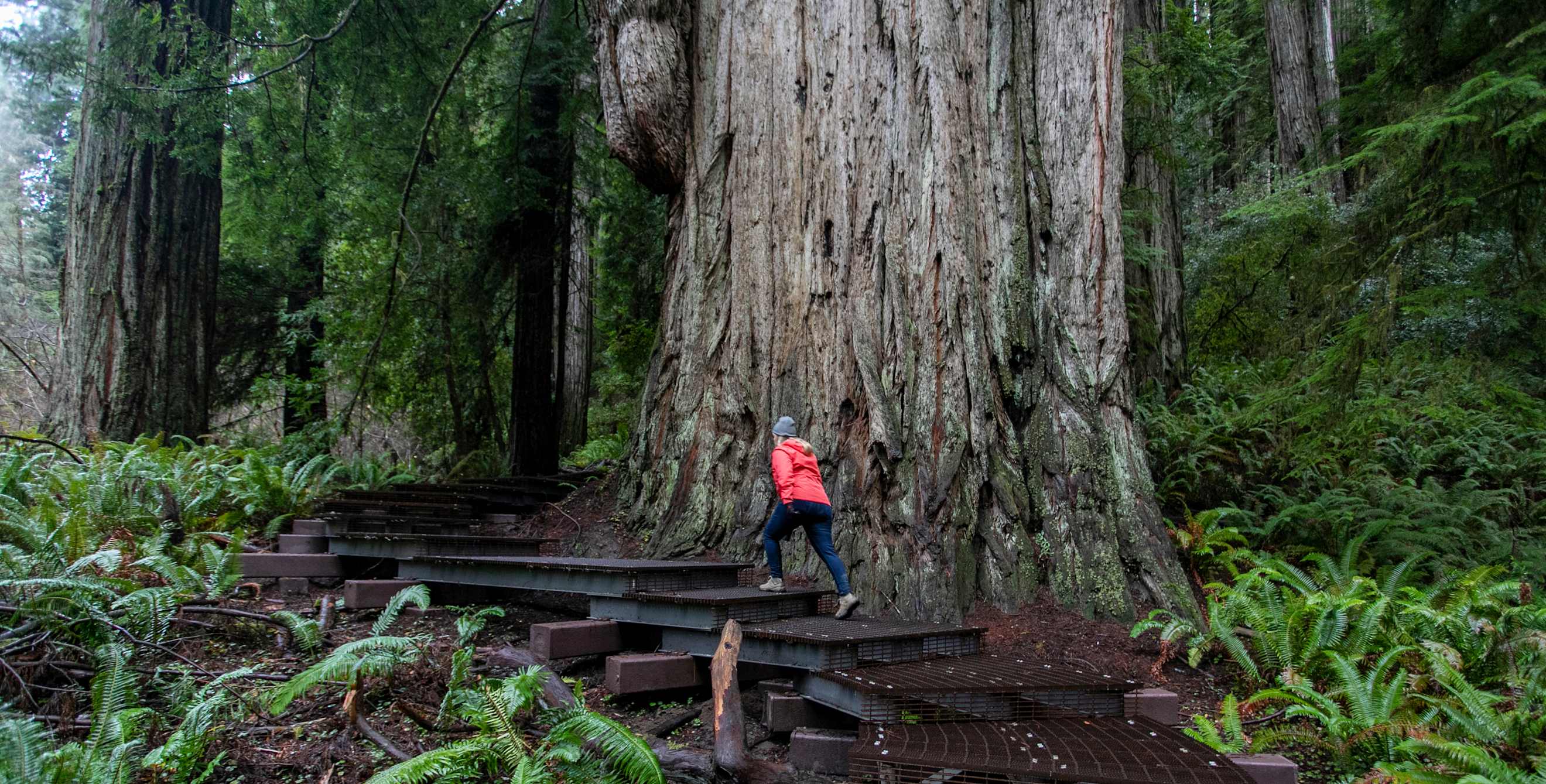 A woman hikes on an elevated boardwalk in the Grove of the Titans at Jedediah Smith Redwoods State Park.