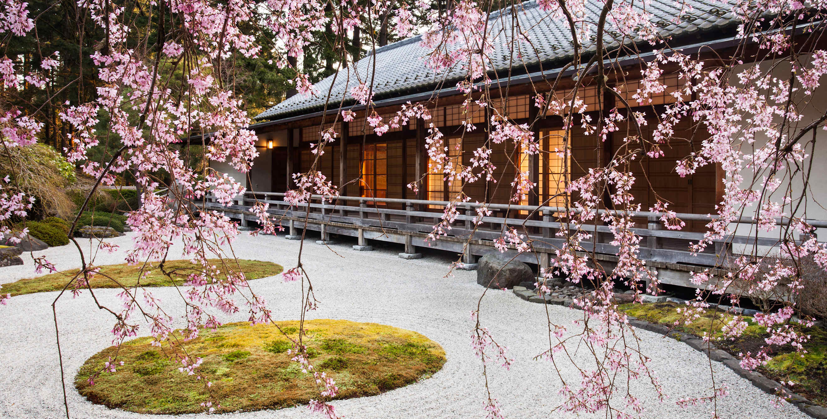 Blooming weeping cherry tree in the Portland Japanese Garden.