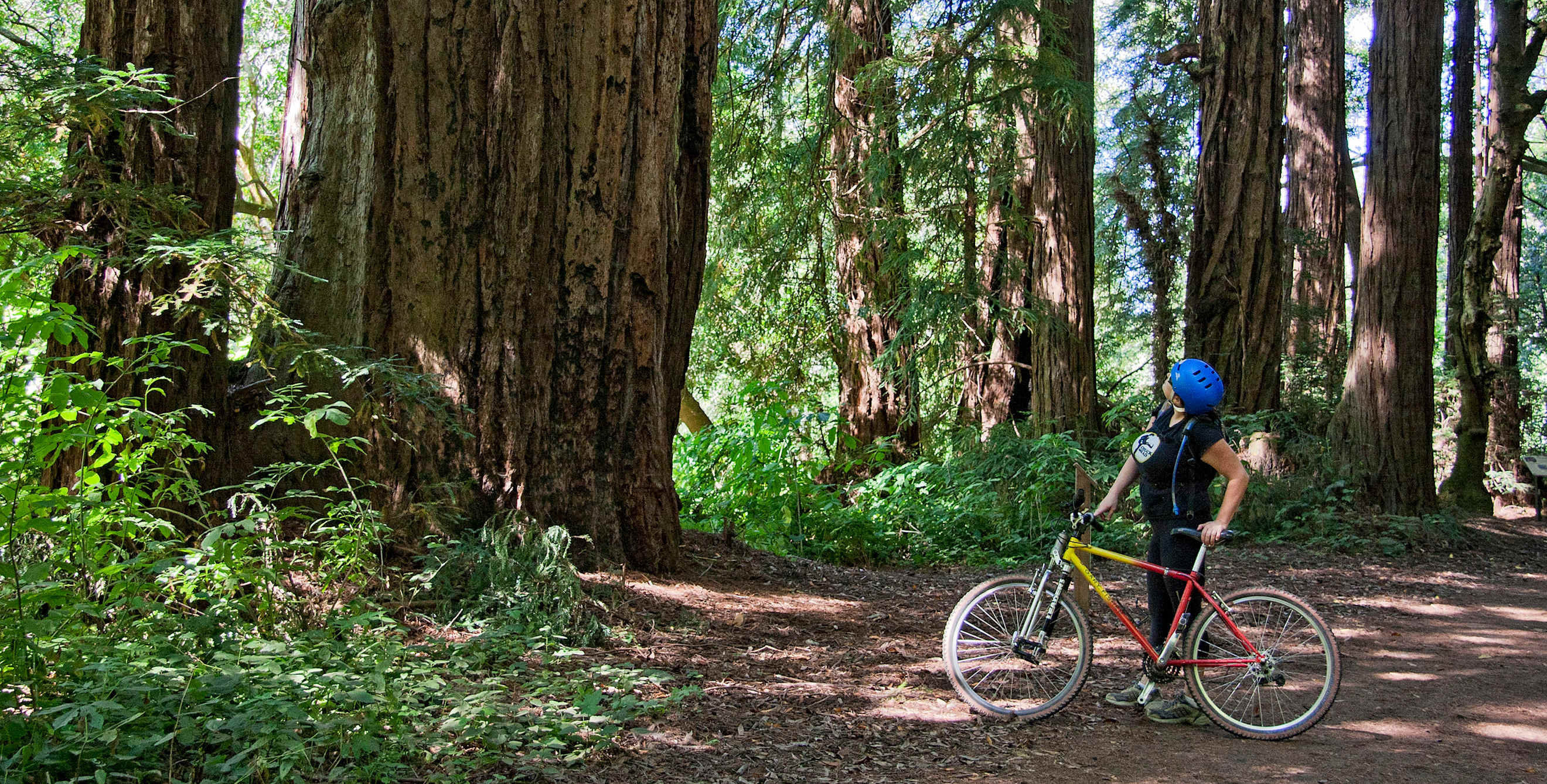 A mountain biker among the trees in Rancho del Oso.