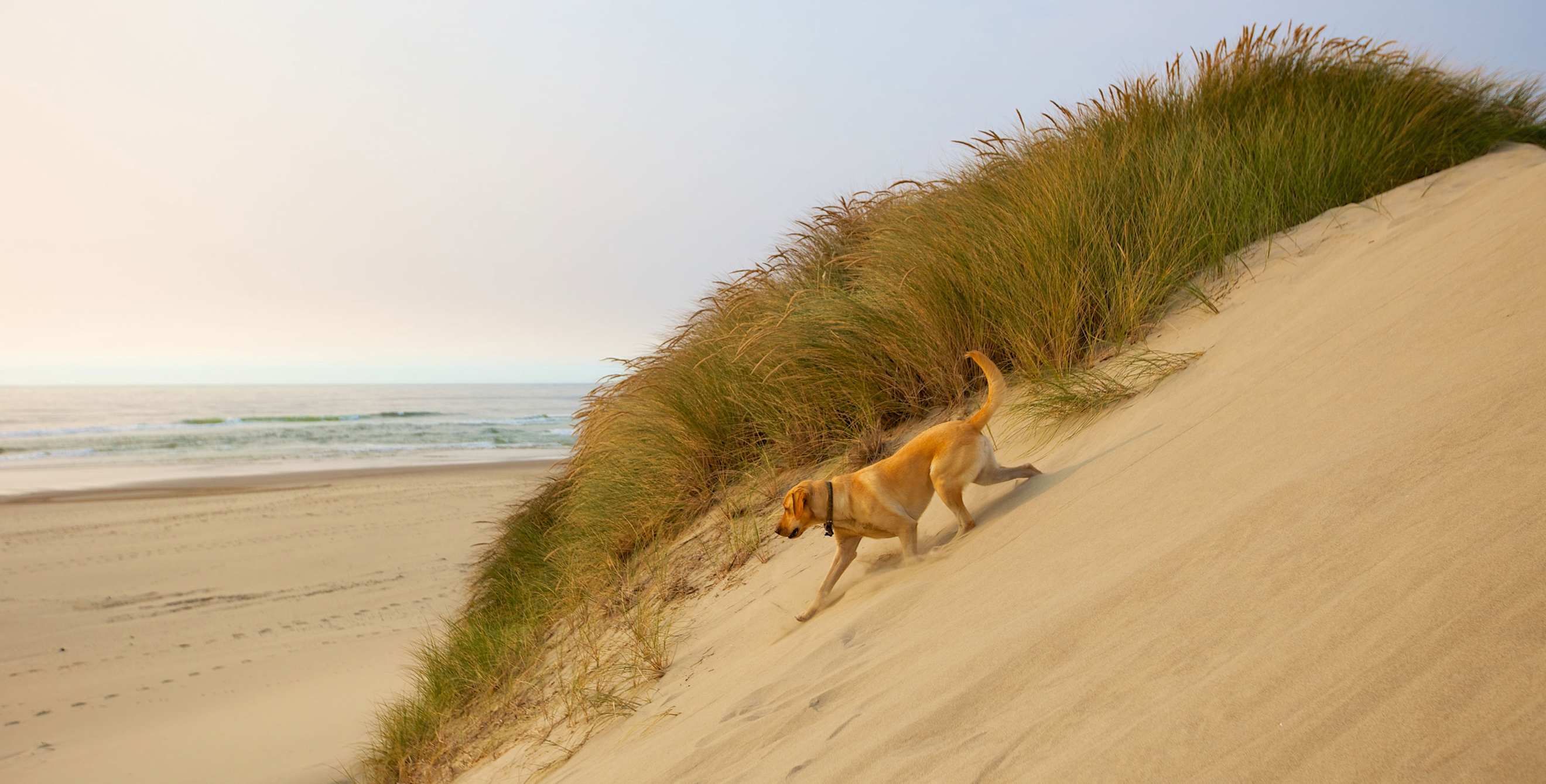 yellow Labrador retriever hiking at the Oregon Dunes National Recreation Area