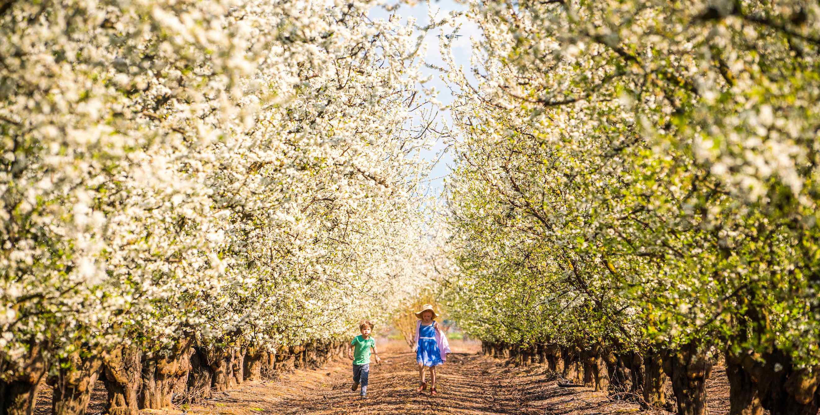 Flowering trees on the Fresno Bloom Trail.