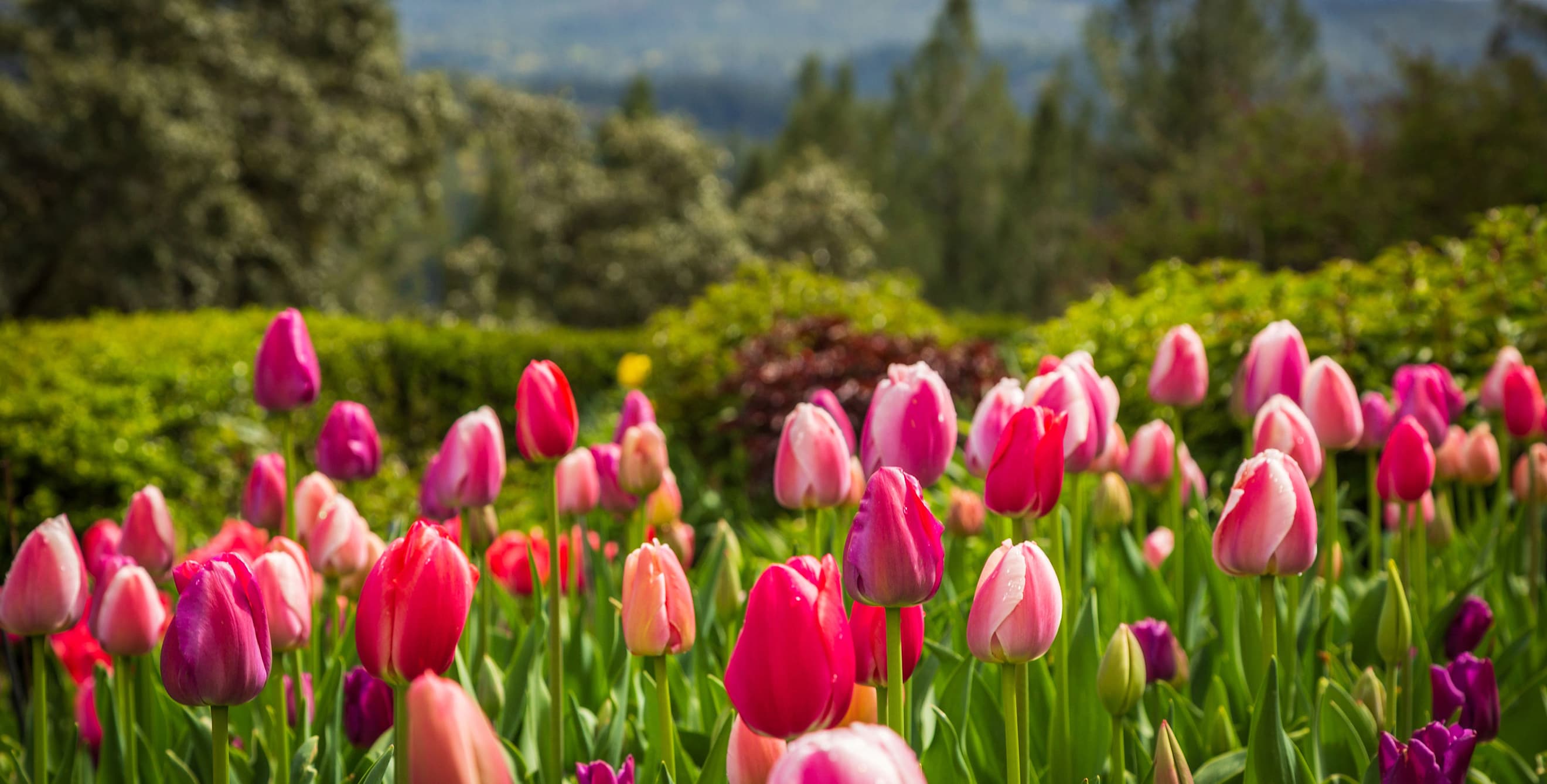 Tulips bloom in Crystal Hermitage Gardens at Ananda Village in Nevada City, CA.