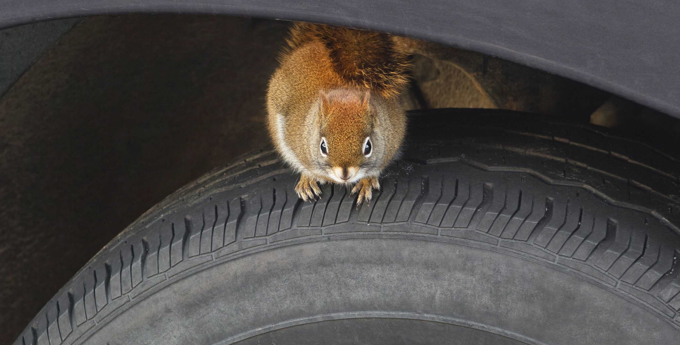 Eastern Grey Squirrel sitting on vehicle tire.