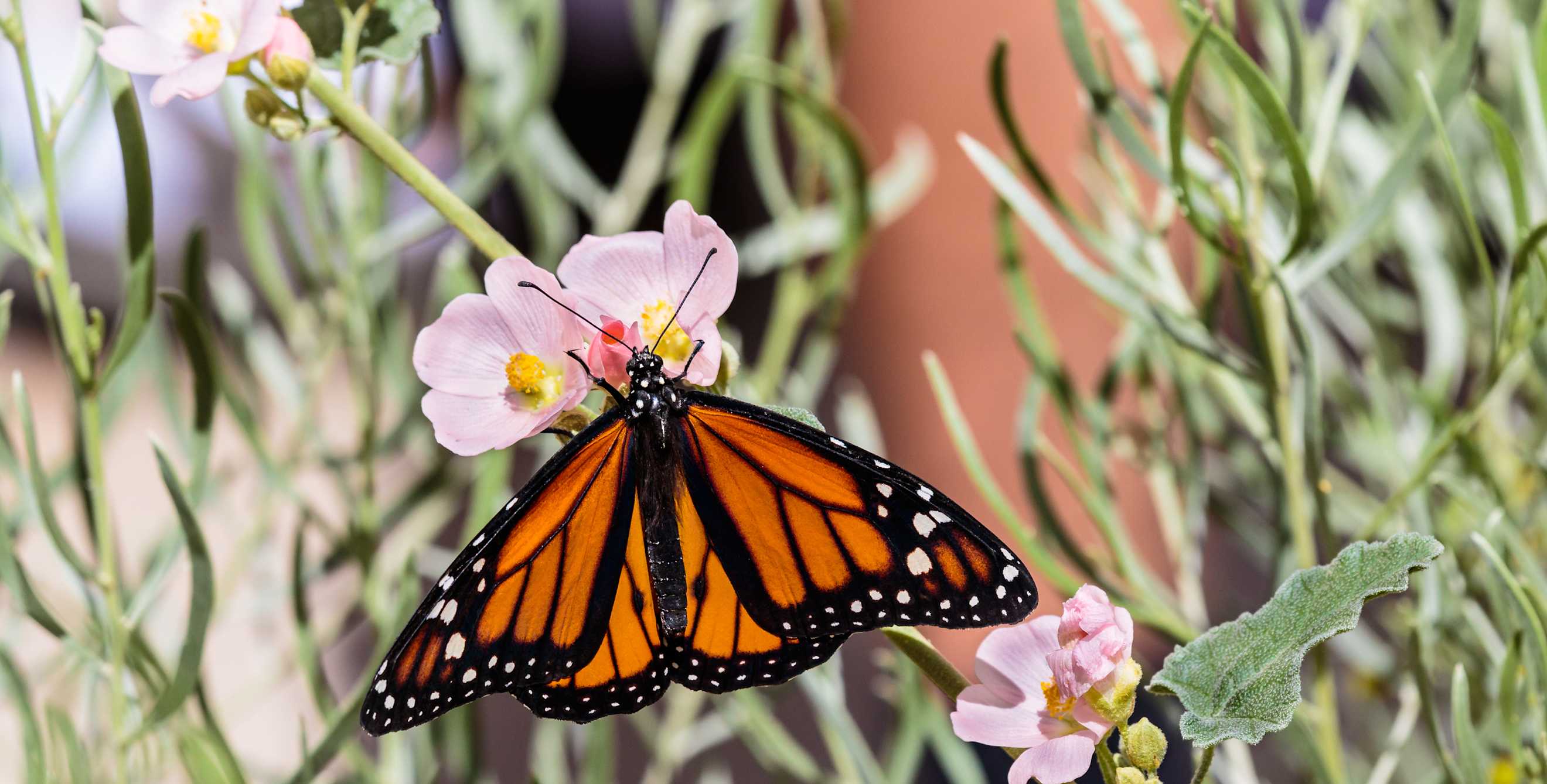 A monarch butterfly rests on a pink flower.