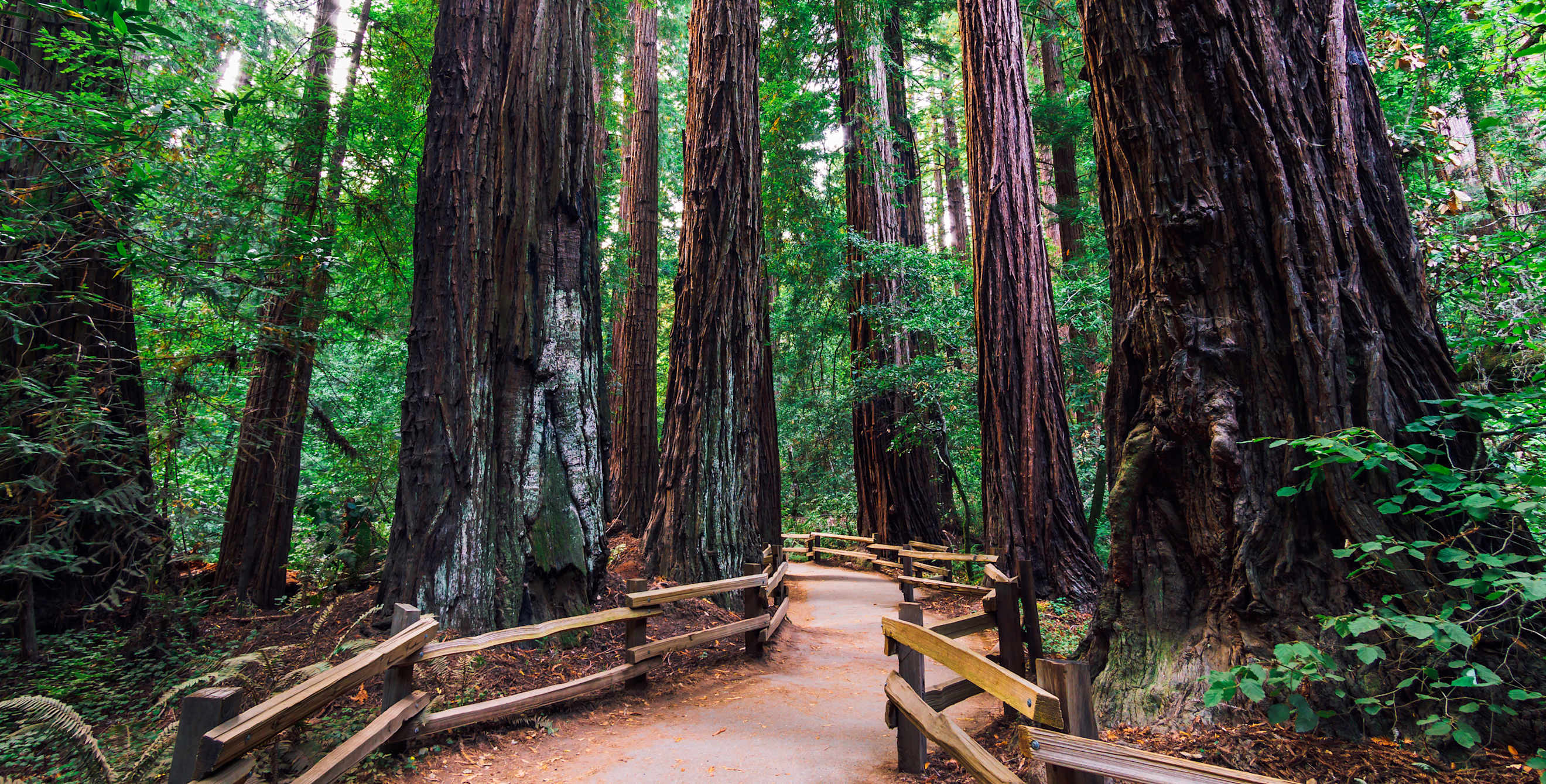 A trail through Muir Woods National Monument.