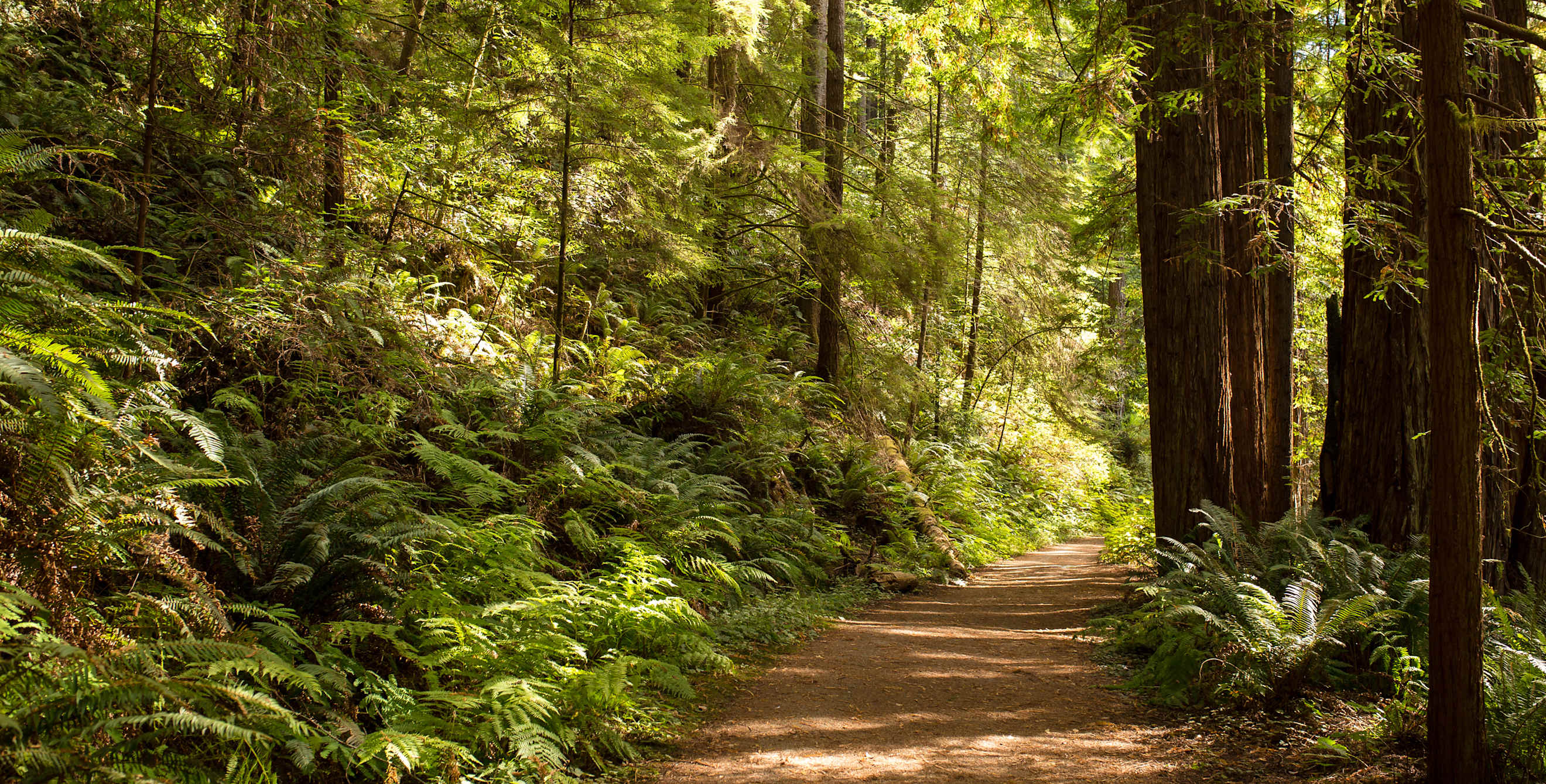 Hiking path winds through towering redwoods in Mendocino National Forest.