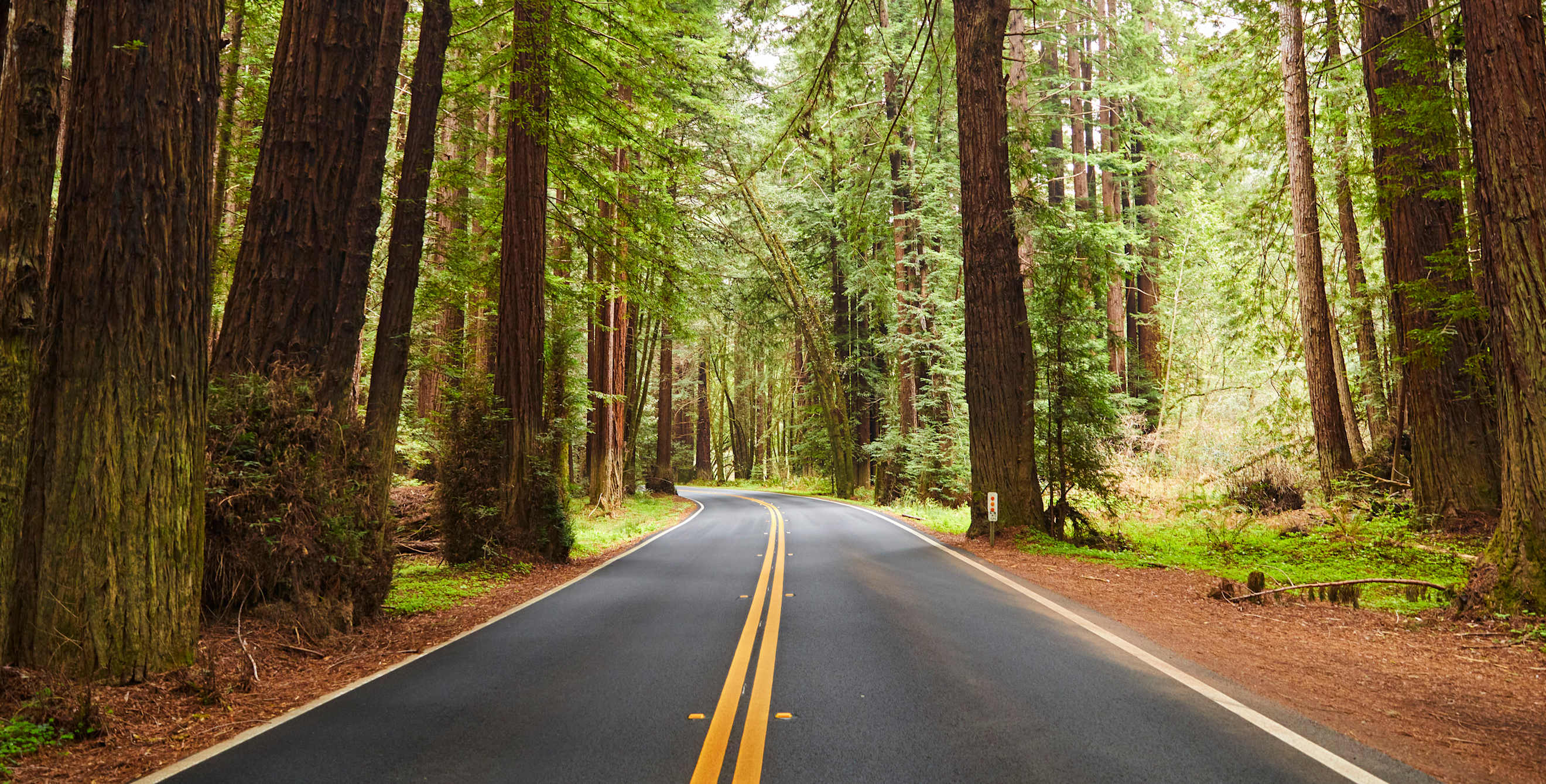 Forested road outside Albion River camp.