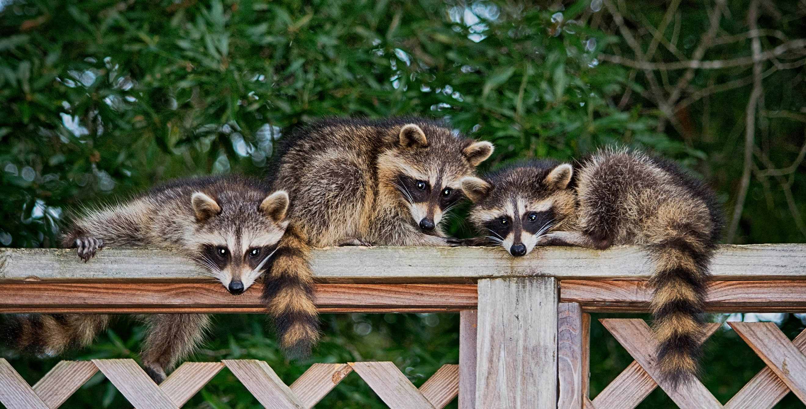 Baby raccoons sit on top of a fence in a suburban garden.