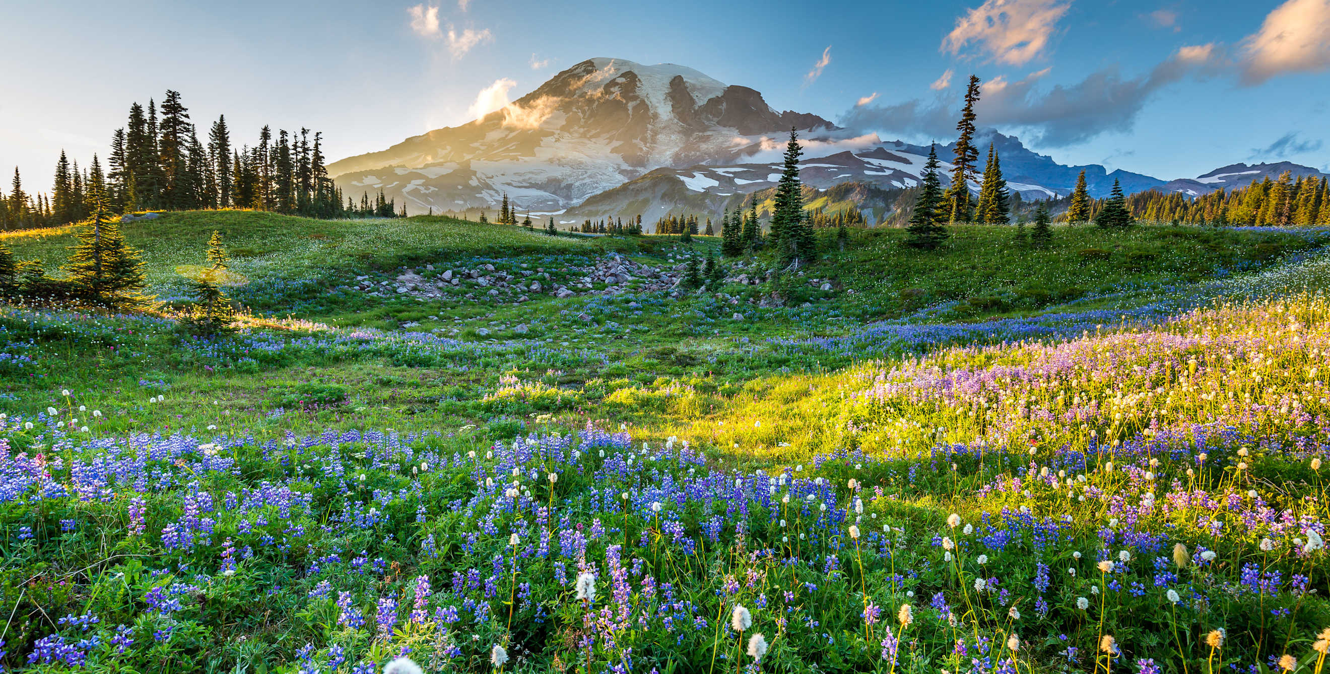 Wildflowers carpet the slopes beneath Mount Rainier.