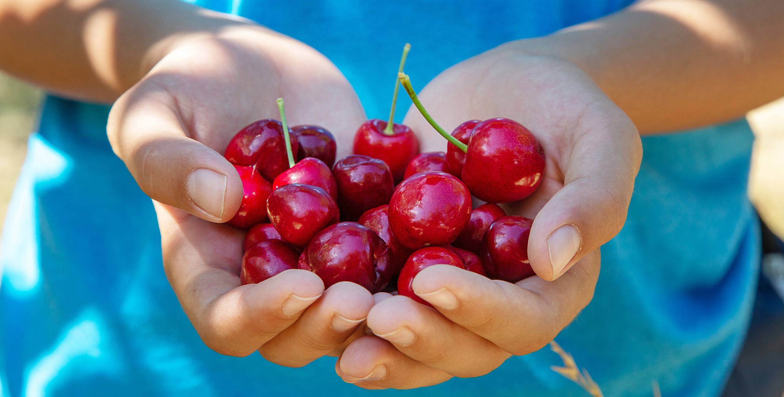 a person cups freshly-picked cherries in Brentwood, California.