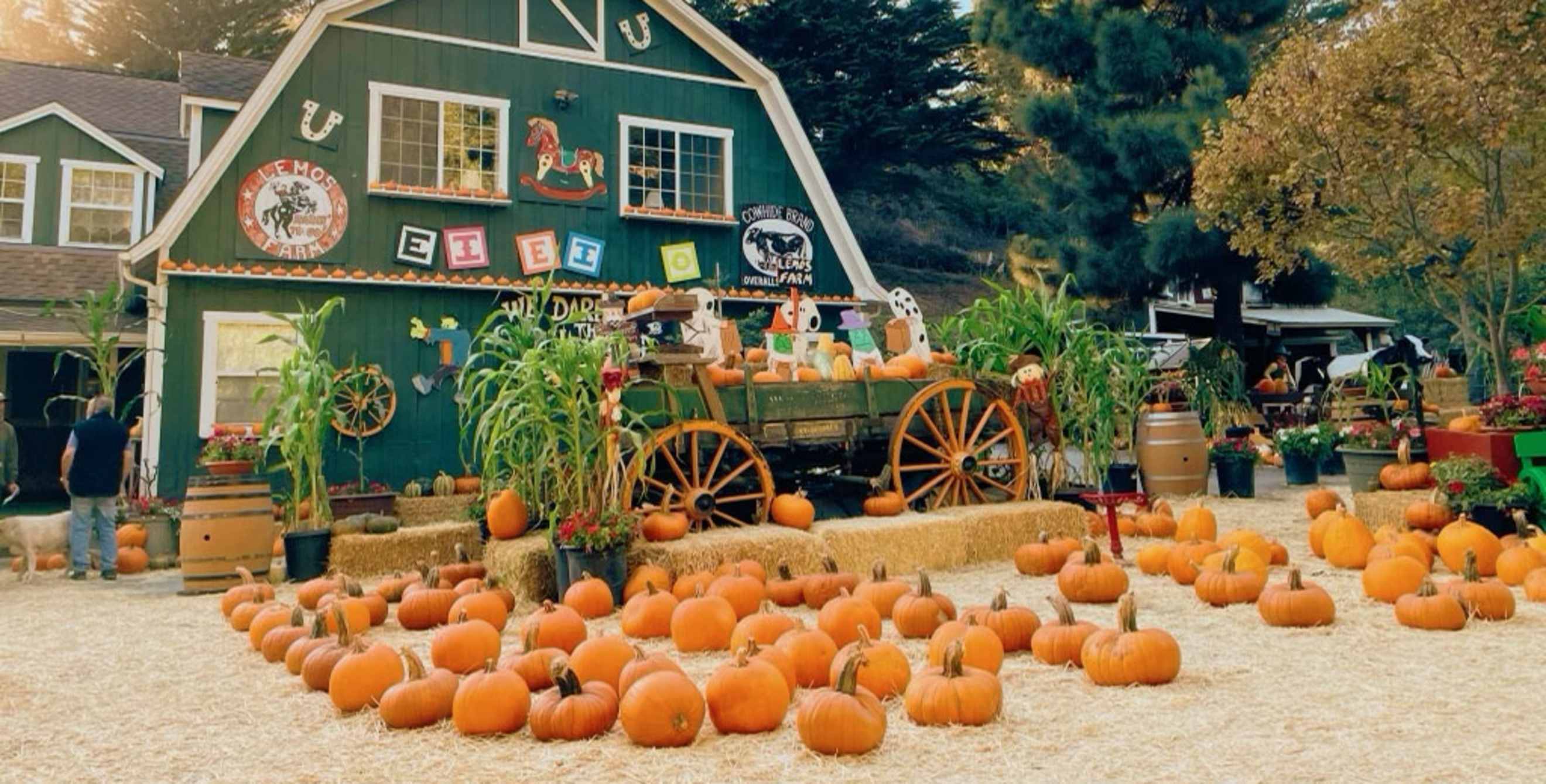 Pumpkins sit outside the green barn at Lemos Farm in Half Moon Bay, California.