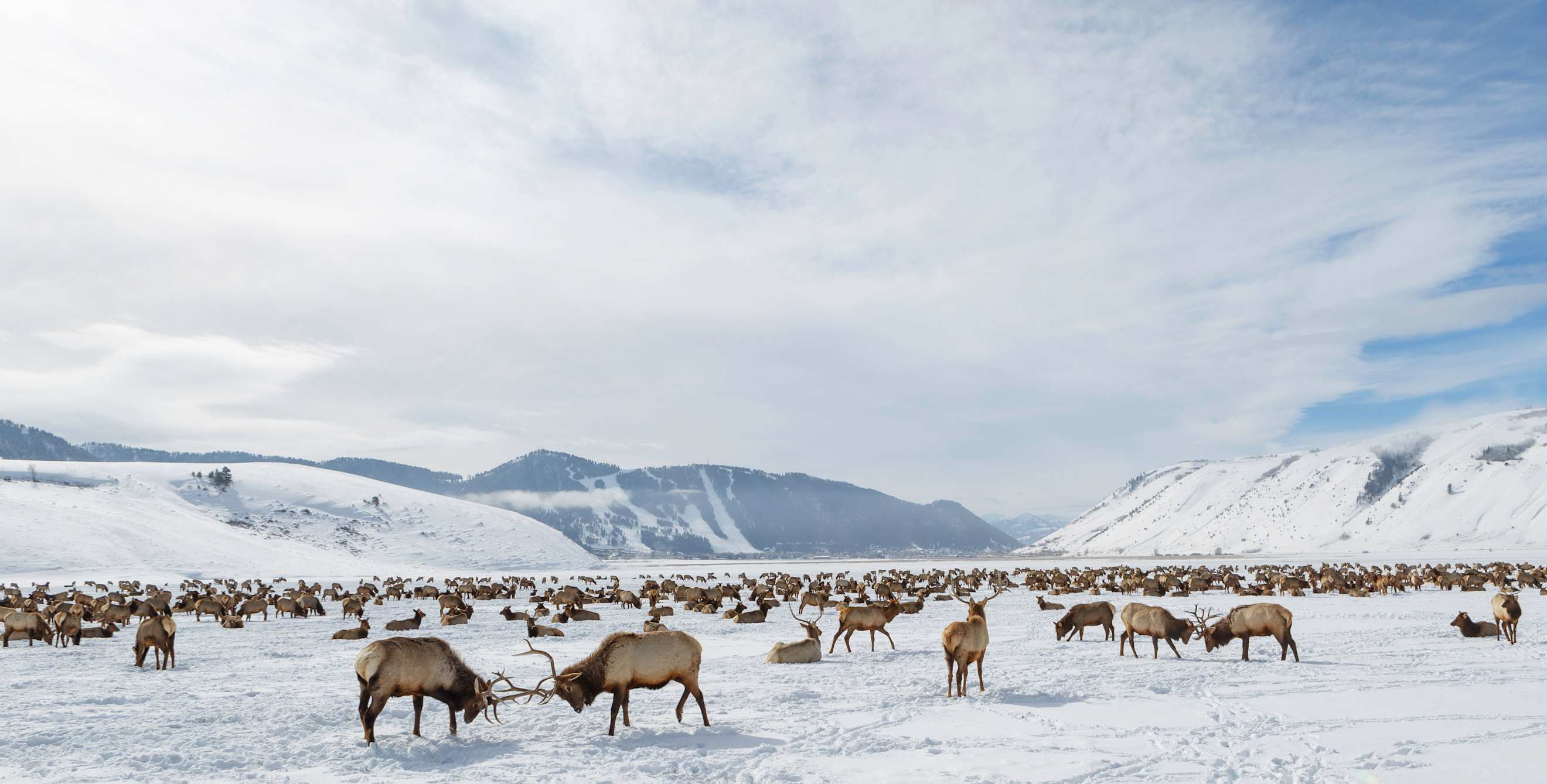 Elk roam at the National Elk Refuge near Jacksonhole, Wyoming and Teton National Park.