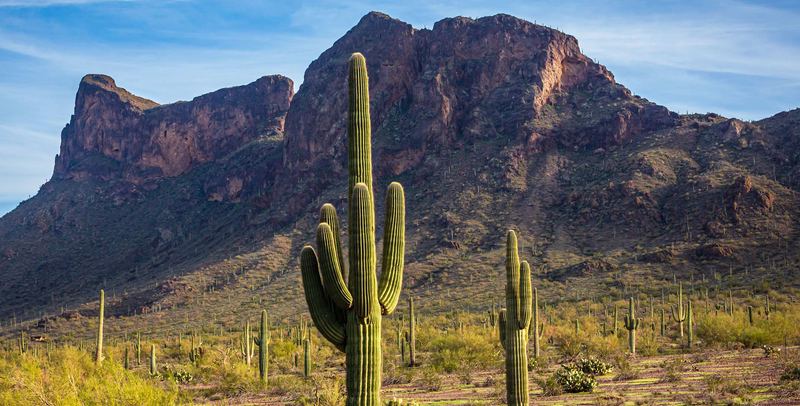 Patches of grass emerge in the Sonoran Desert in early Spring at Pichacho Peak State Park near Tucson, Arizona.