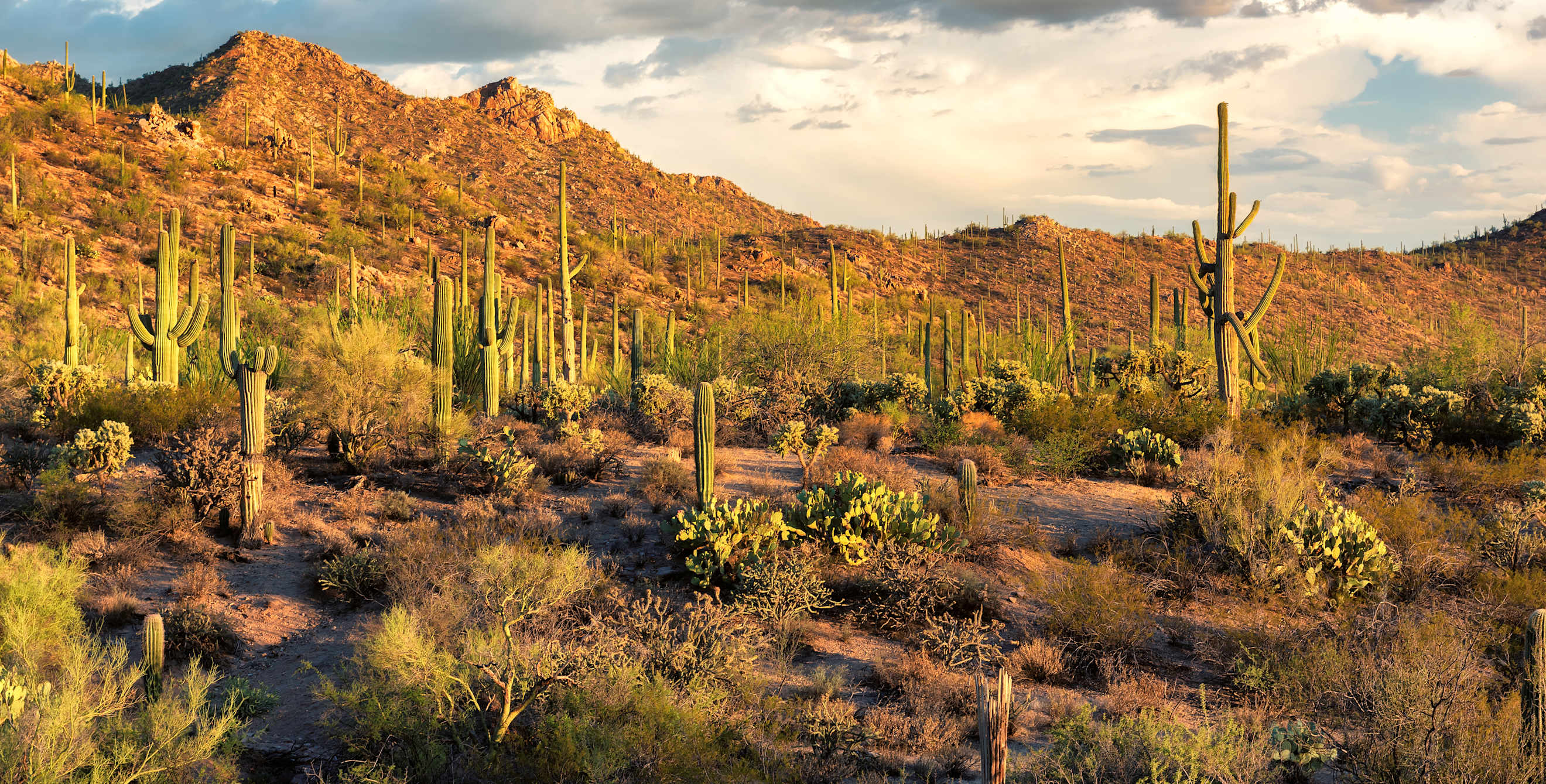 Cacti and other desert plants grow in Tucson's Saguaro National Park underneath a cloudy sky.