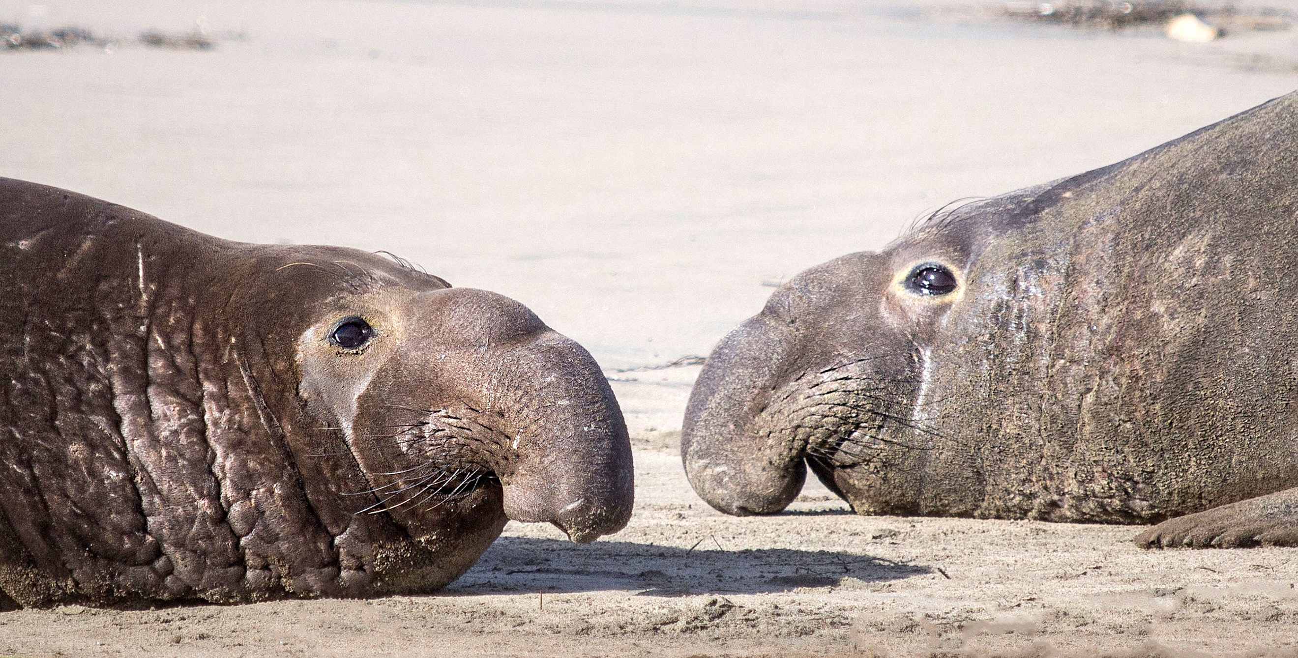 Elephant seals on the beach at Ano Nuevo State Park in San Mateo County, California.
