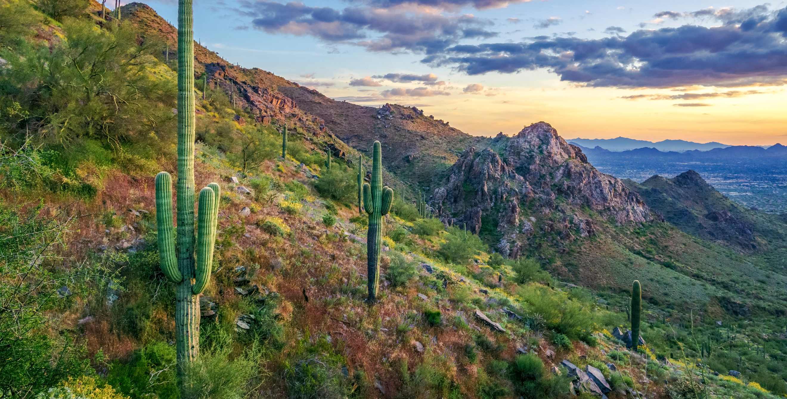 Cacti grow in the McDowell Mountains in Arizona.
