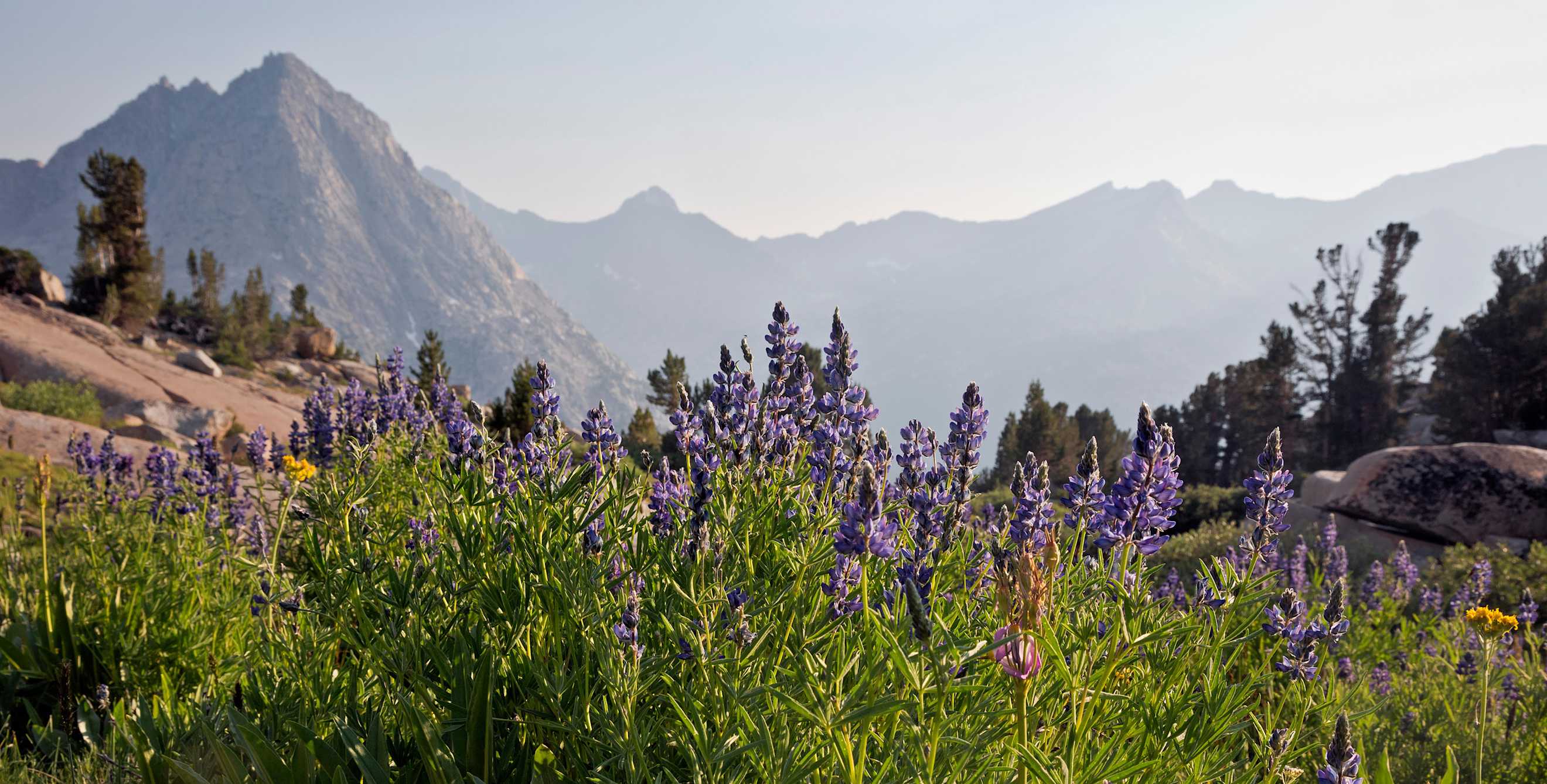 Lupines blooming on Darwin Bench in Kings Canyon National Park, California.