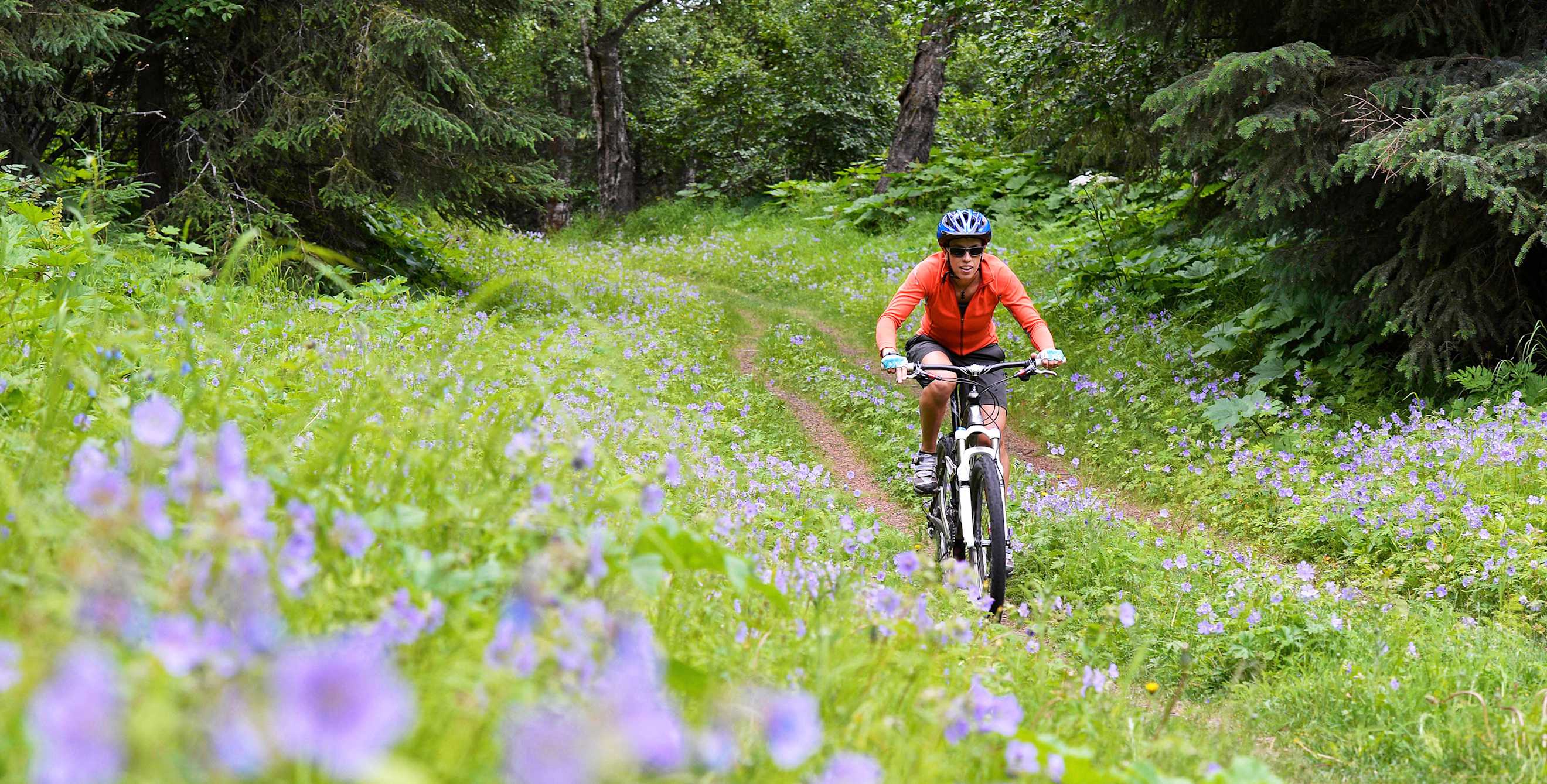 A woman rides through purple blooms in Anchorage's Kincaid Park.