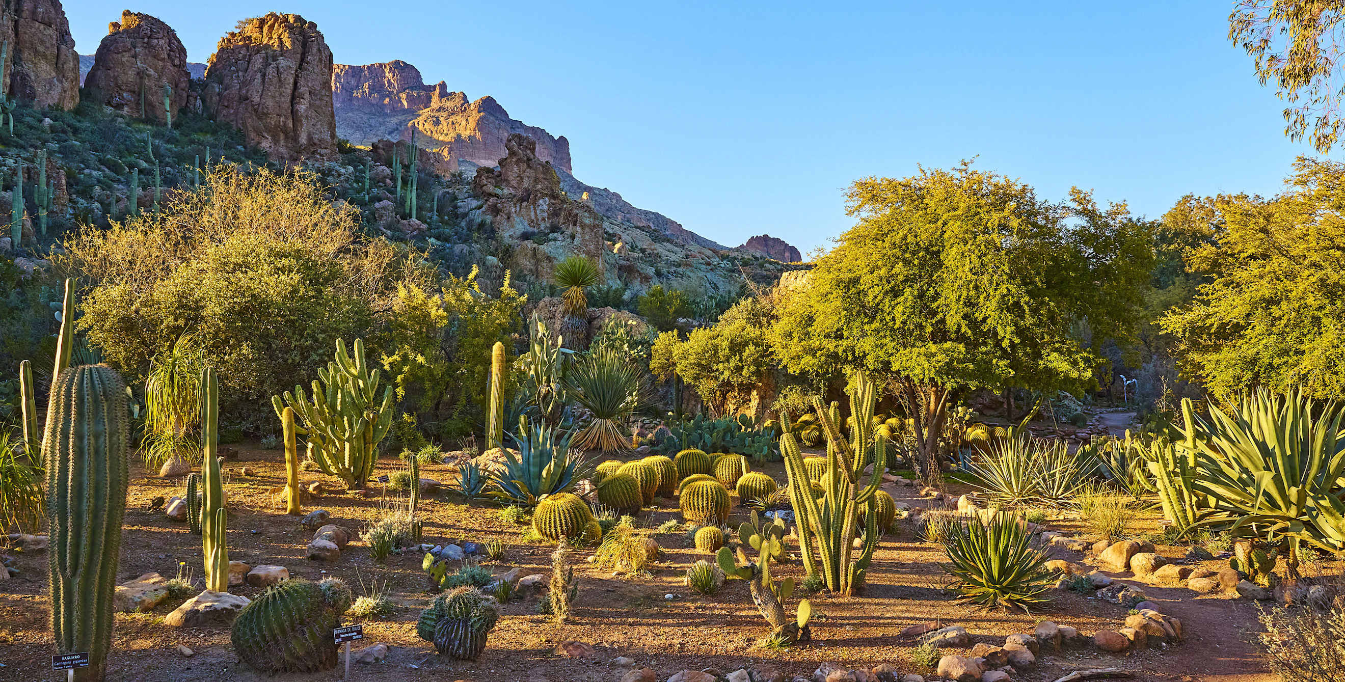 Morning view of the cactus and succulent gardens looking towards Magma Ridge at Boyce Thompson Arboretum.