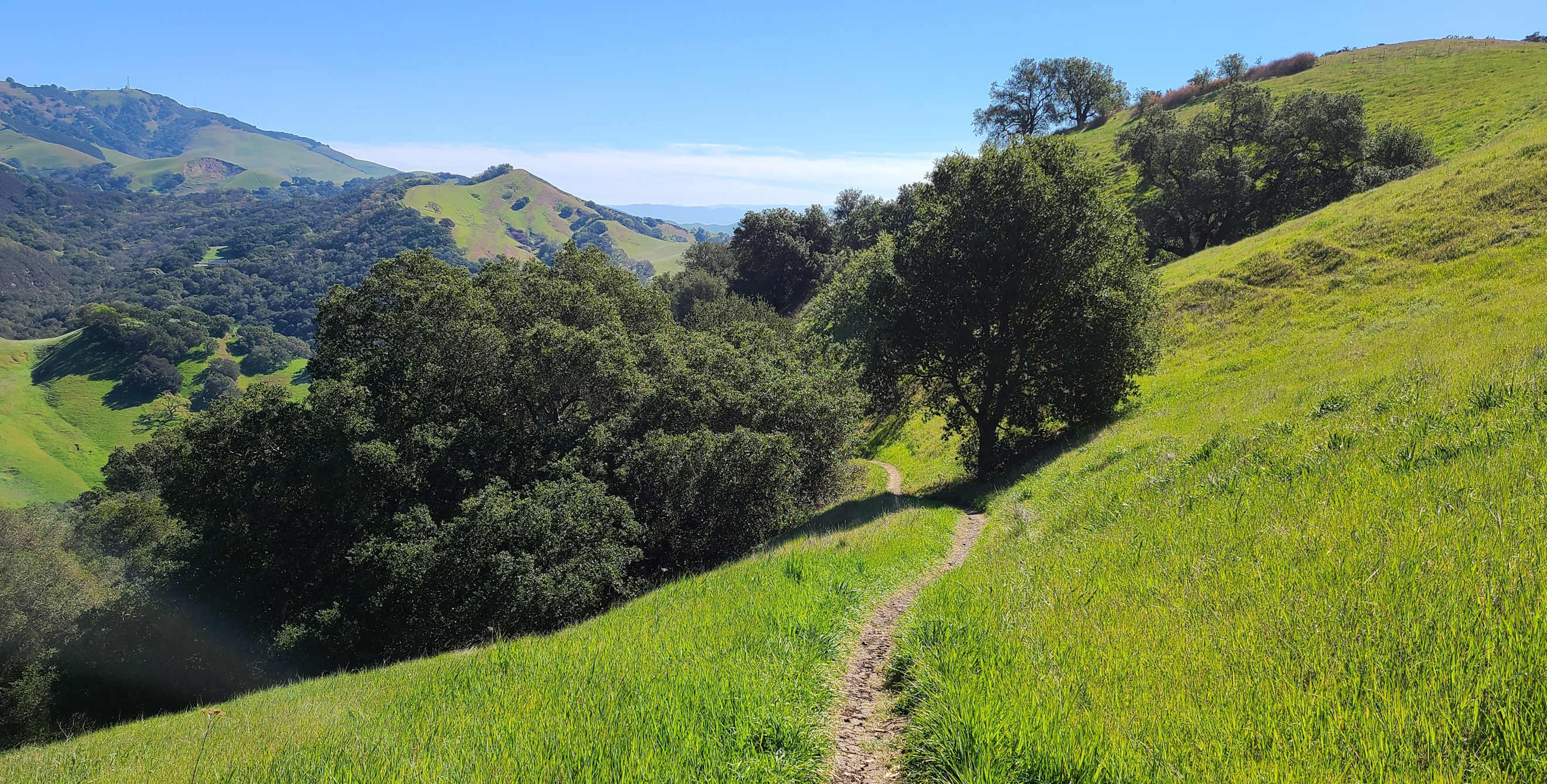 A singletrack trail cuts through lush green hills in Mount Diablo State Park.