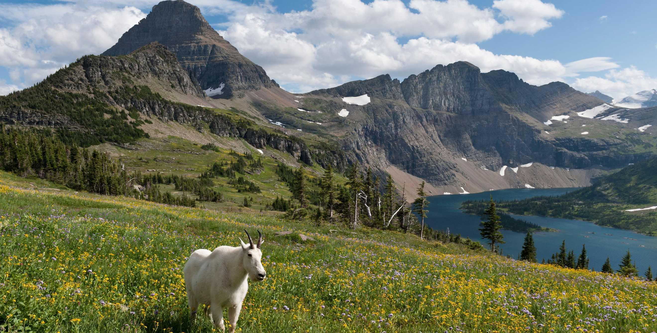 A mountain goat (Oreamnos americanus) stands in a meadow above Hidden Lake, Glacier National Park.