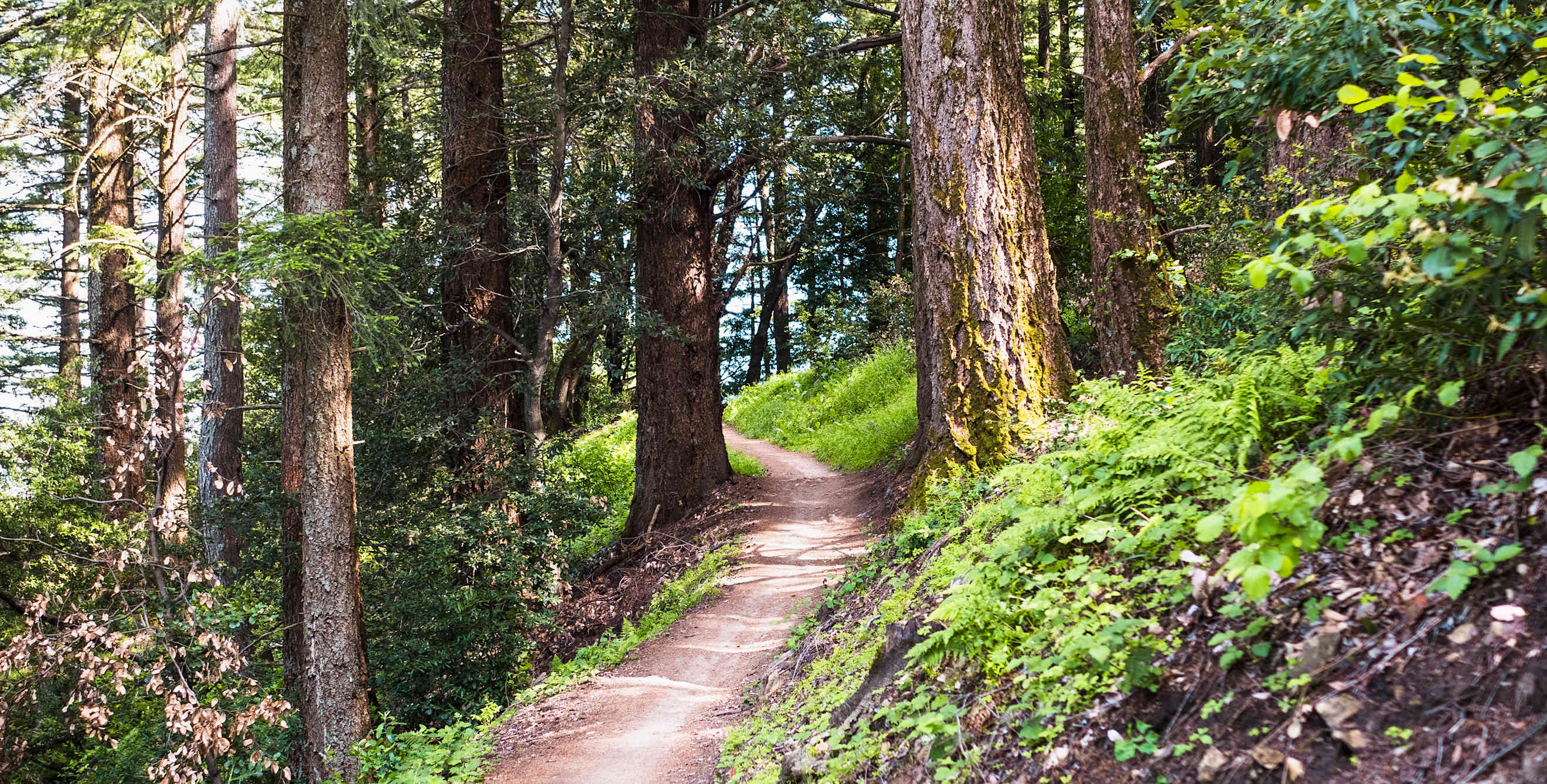 Redwood trees line a trail in Sanborn County Park, Saratoga, California.
