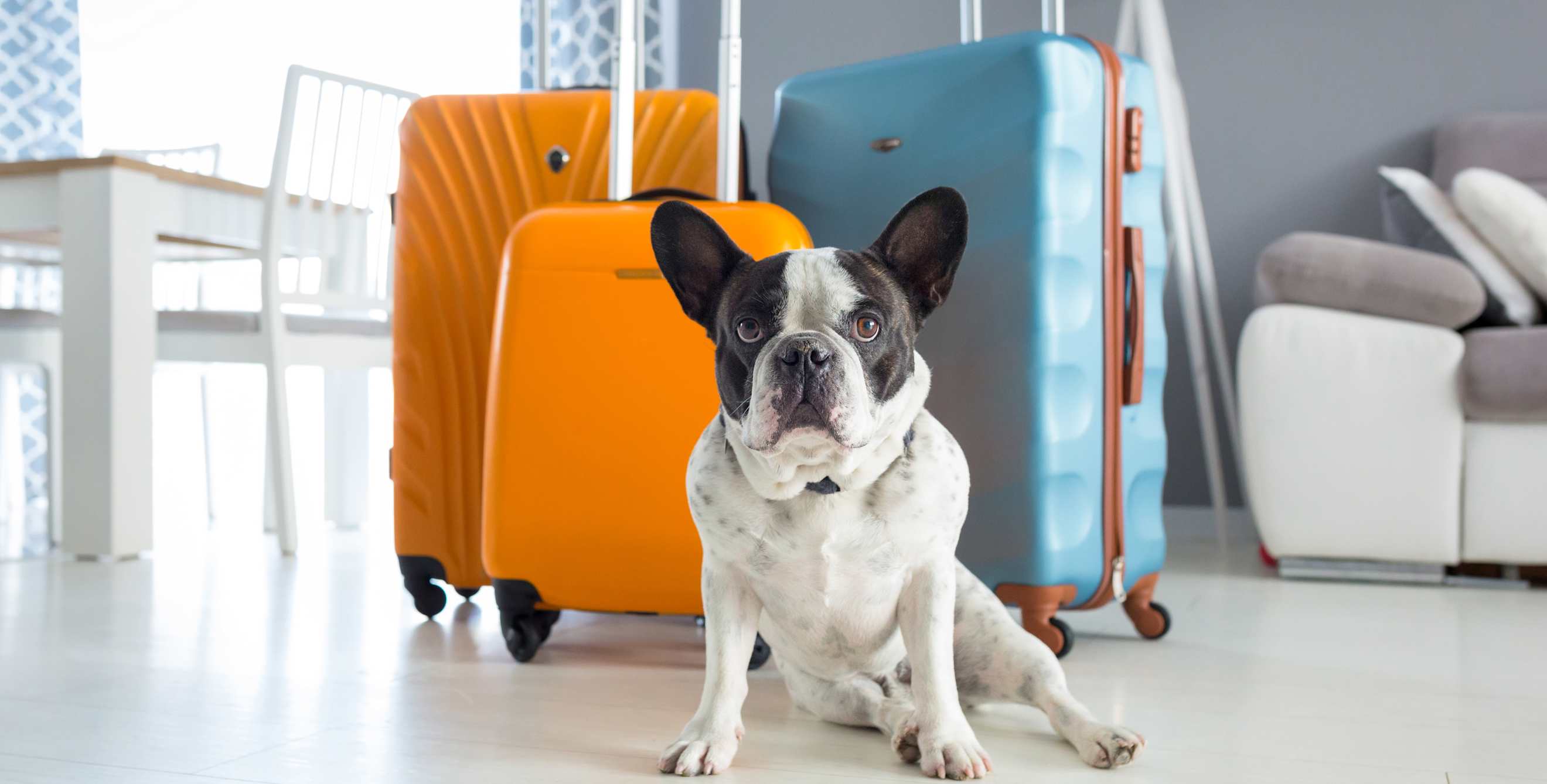 A dog sits with three suitcases.