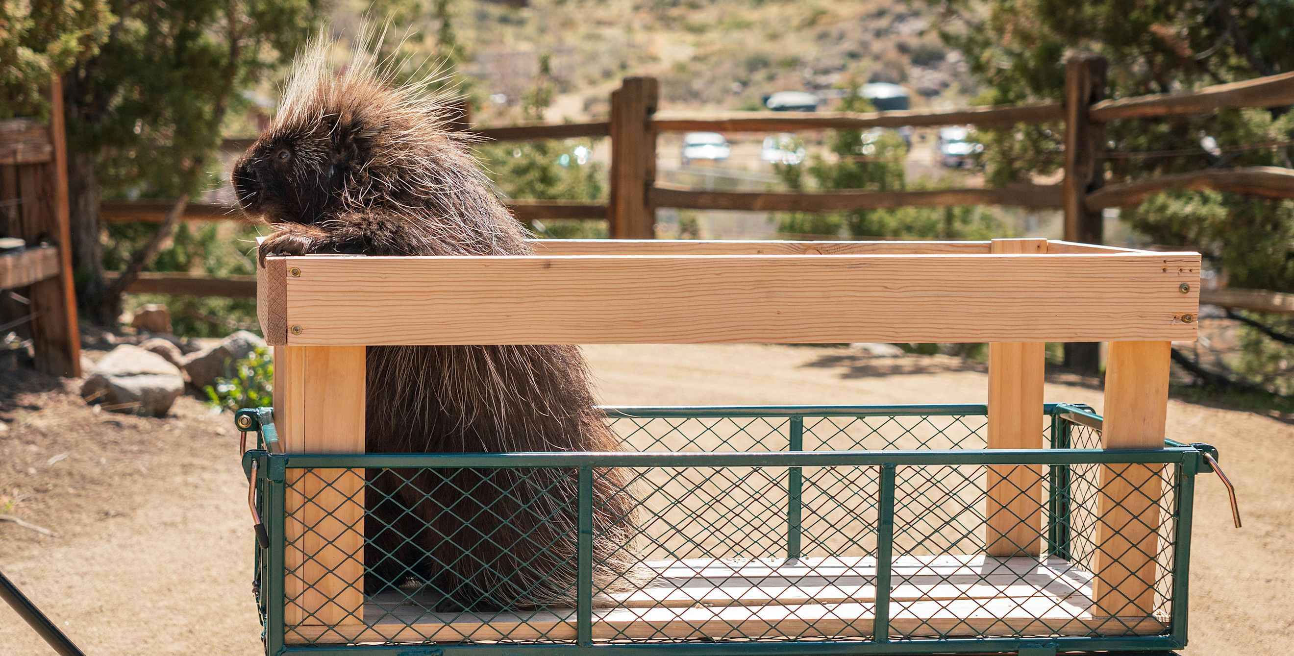 A quillber at Animal Ark in Reno, Nevada rides in a wagon.