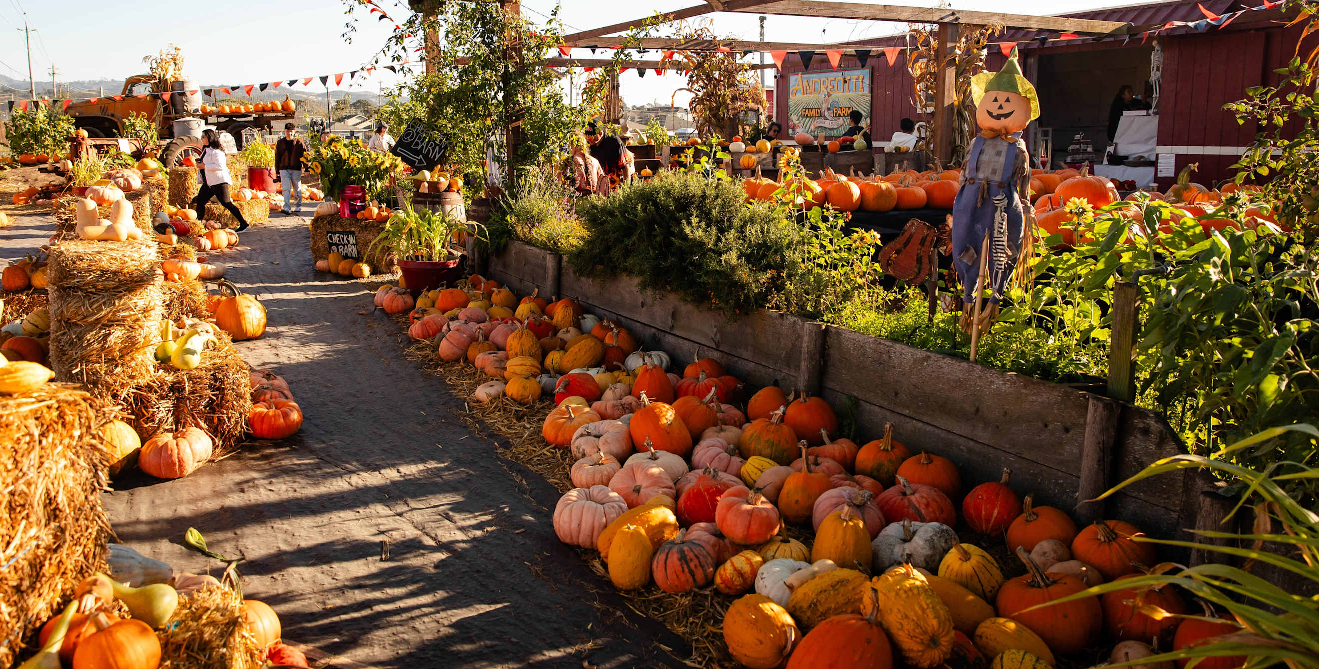 Andreotti Family Farm pumpkin patch in Half Moon Bay, California.
