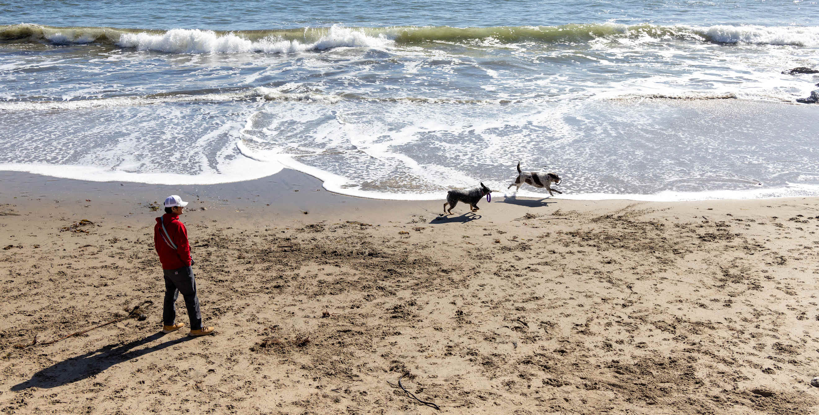 Dogs run on the beach at Mitchell's Cove in Santa Cruz, California.