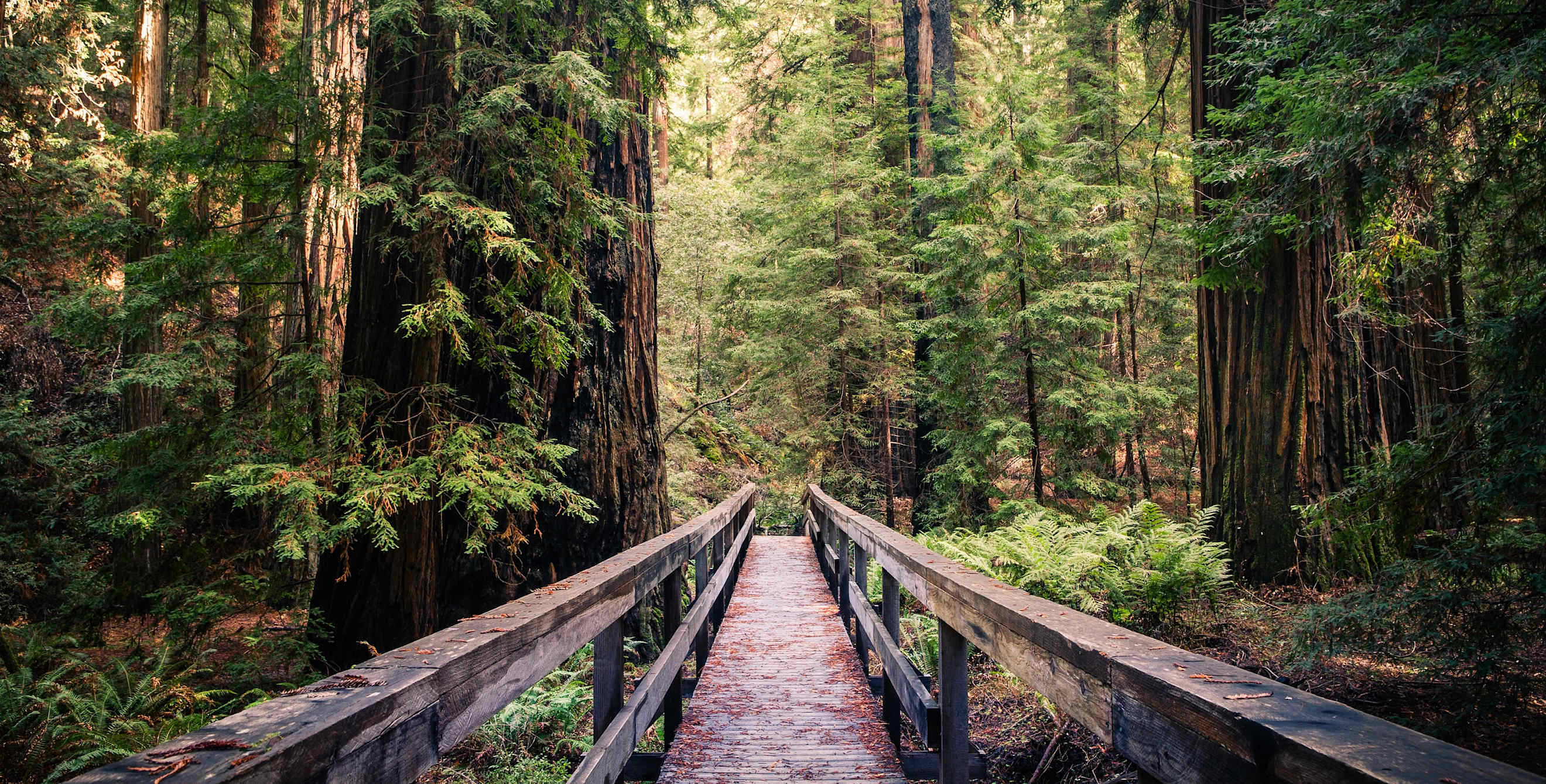 trail through redwoods in Mendocino, California, photo