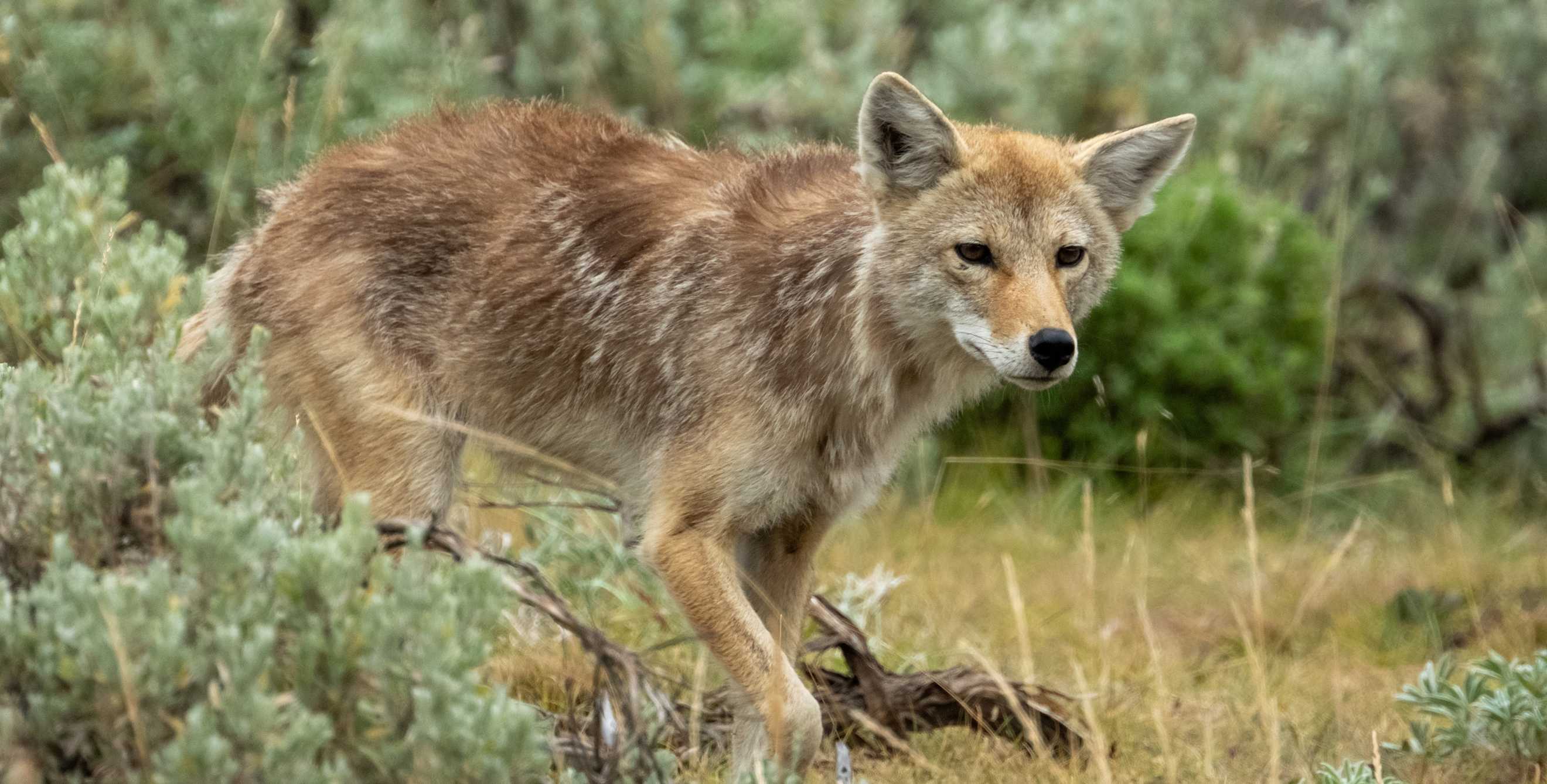 a coyote walks in the brush