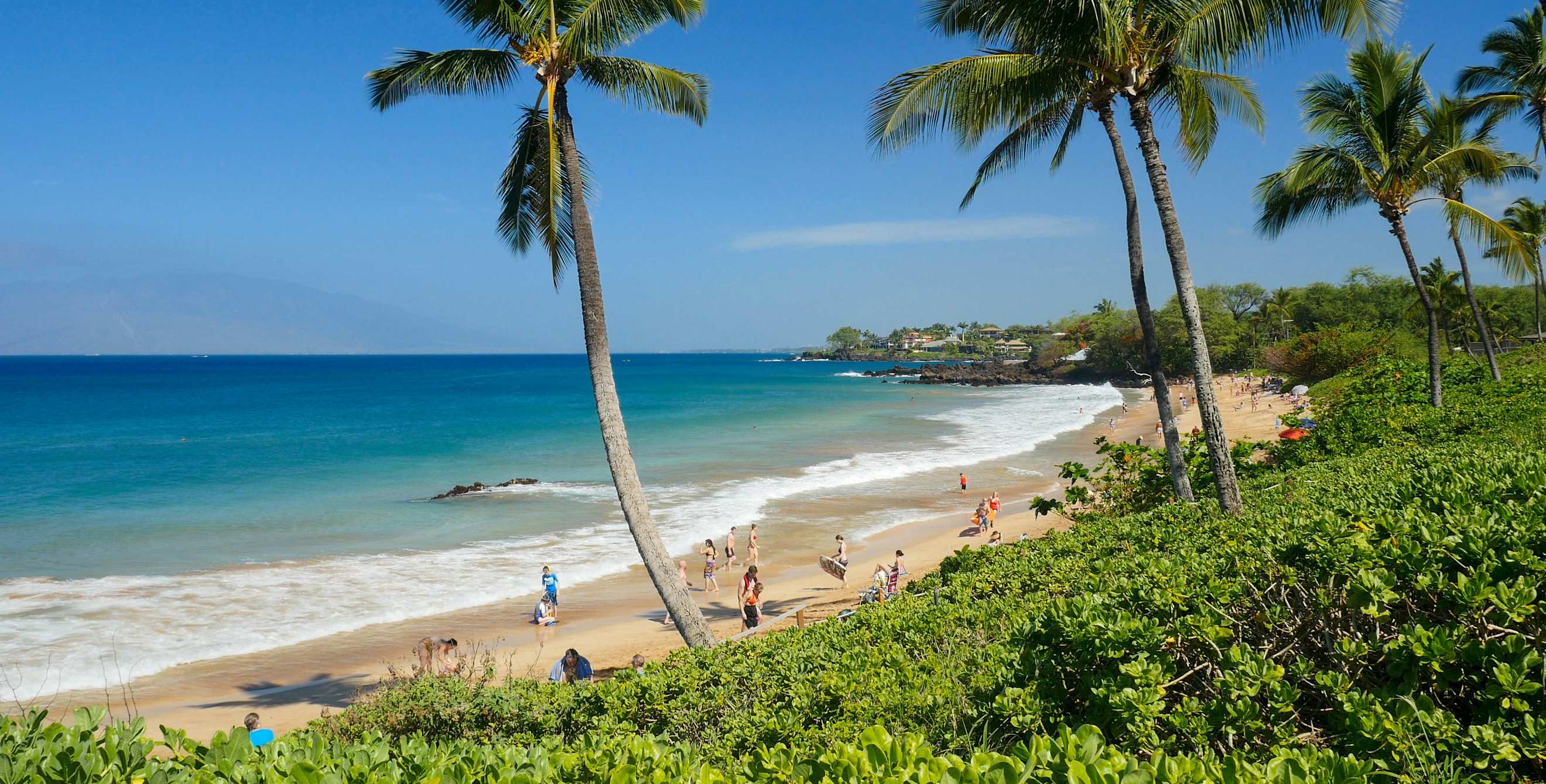 Palm trees along a sandy Hawaiian beach