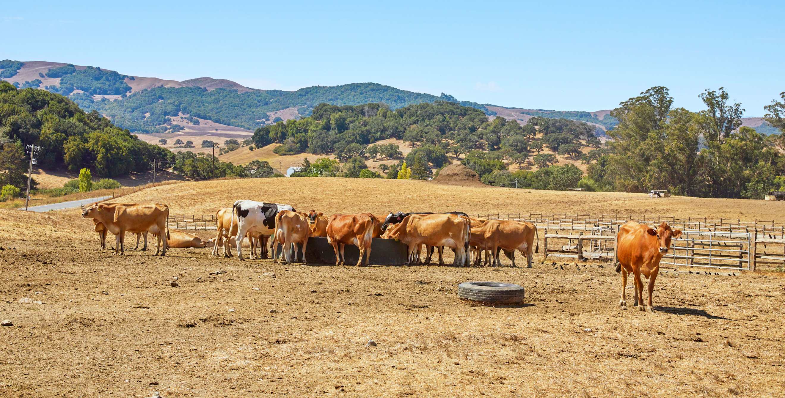 cows graze on brown grass with mountains in the background