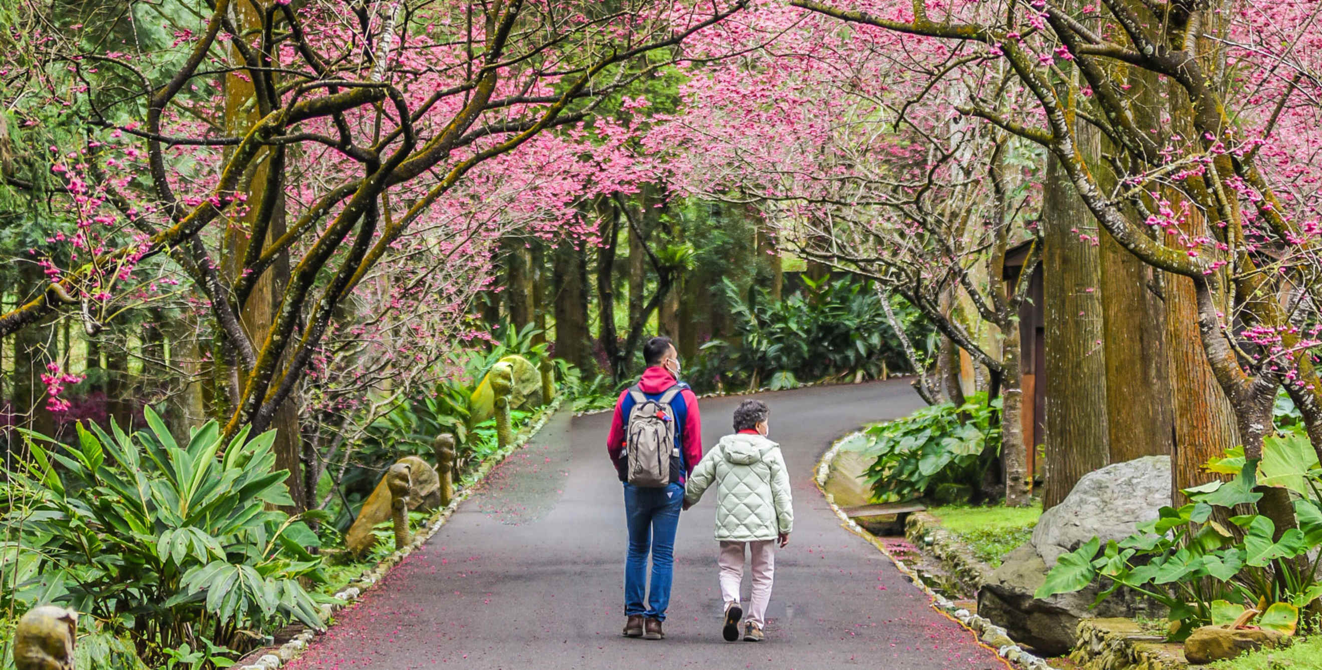 A couple walk through Sakura Garden At Formosan Aboriginal Culture Village, Cherry Blossom Festival, Sun Moon Lake (Sunmoonlake), Nantou, Taiwan.