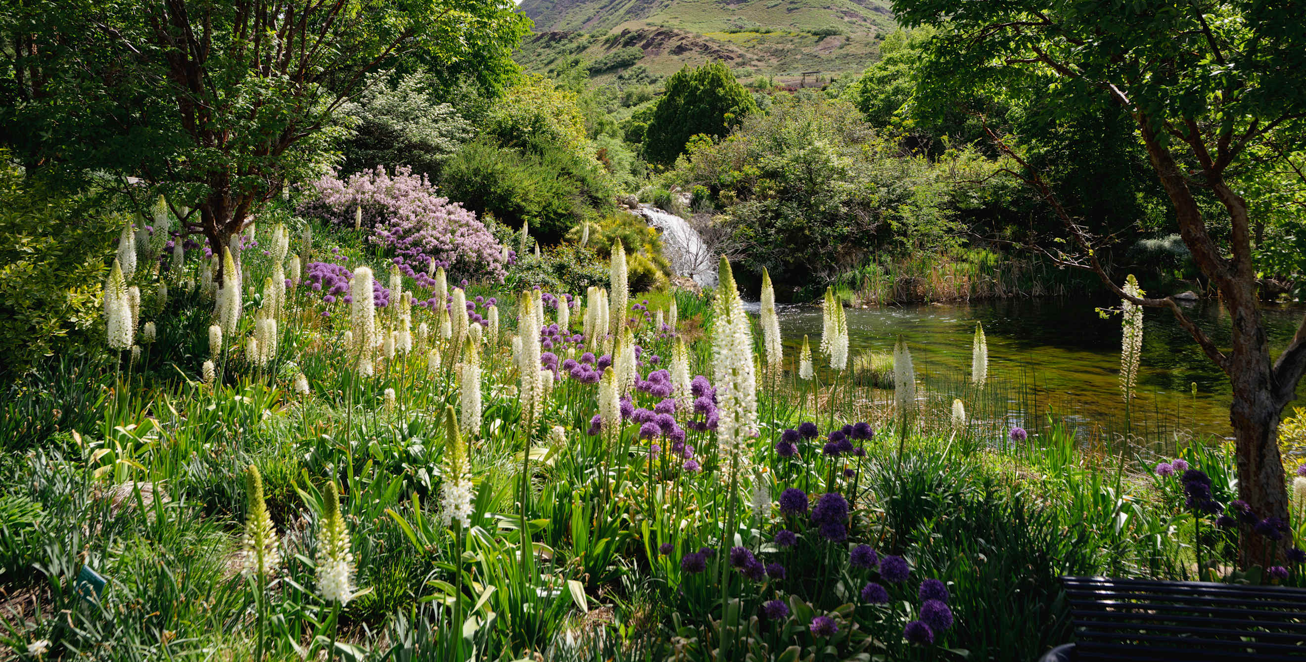 A waterfall with white and purple flowers at Red Butte Garden and Arboretum in Salt Lake City, Utah.