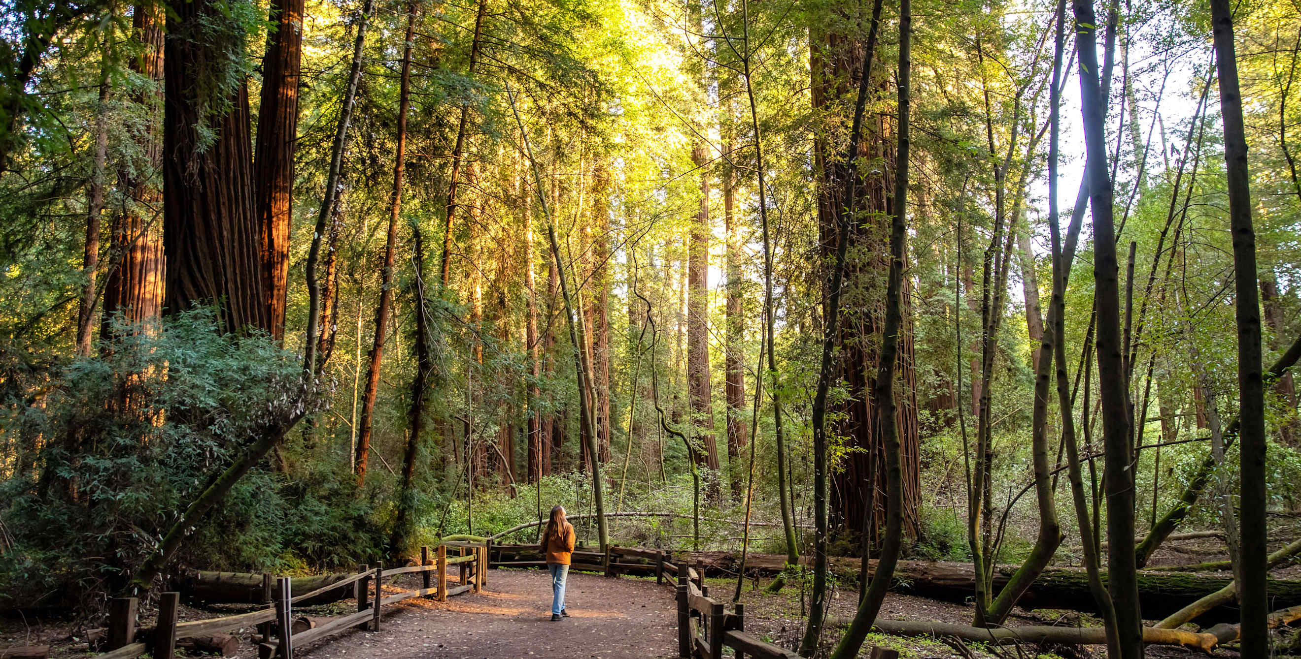 A person walks beneath the towering trees at Henry Cowell Redwoods State Park in Santa Cruz, California.