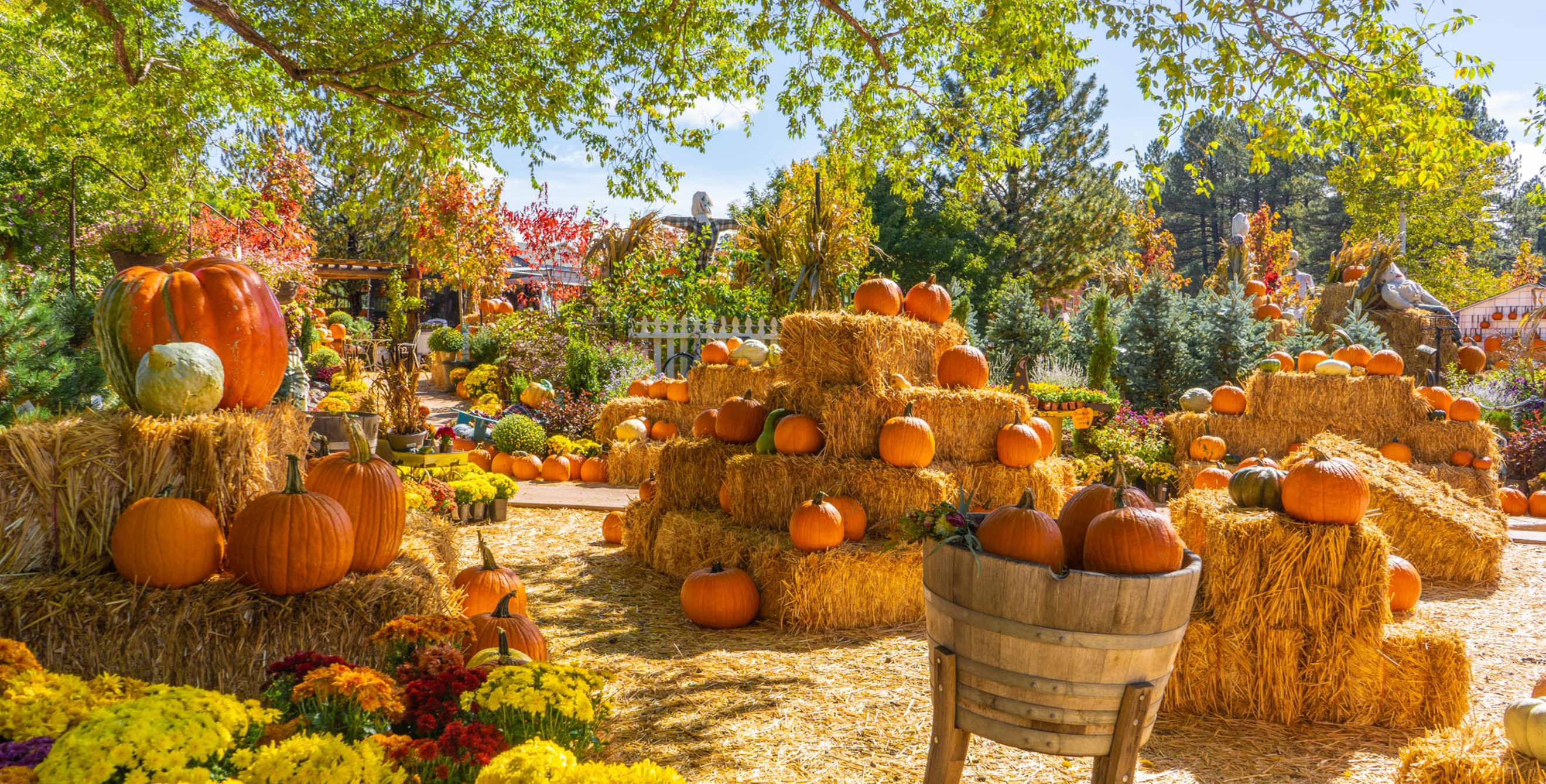 Pumpkins on display at Viola’s Pumpkin Patch in Flagstaff, Arizona.