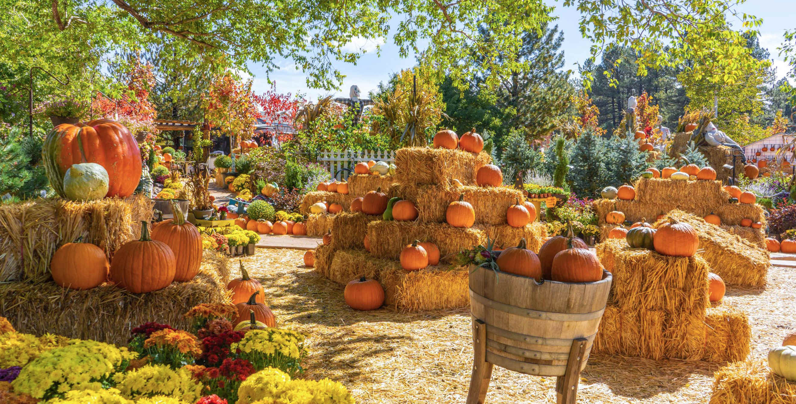 Pumpkins on display at Viola’s Pumpkin Patch in Flagstaff, Arizona.