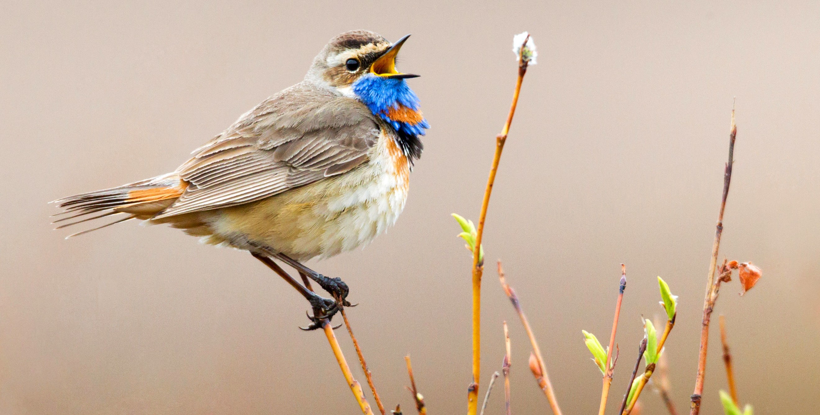 Bluethroat (male) bird singing in Nome, Alaska.