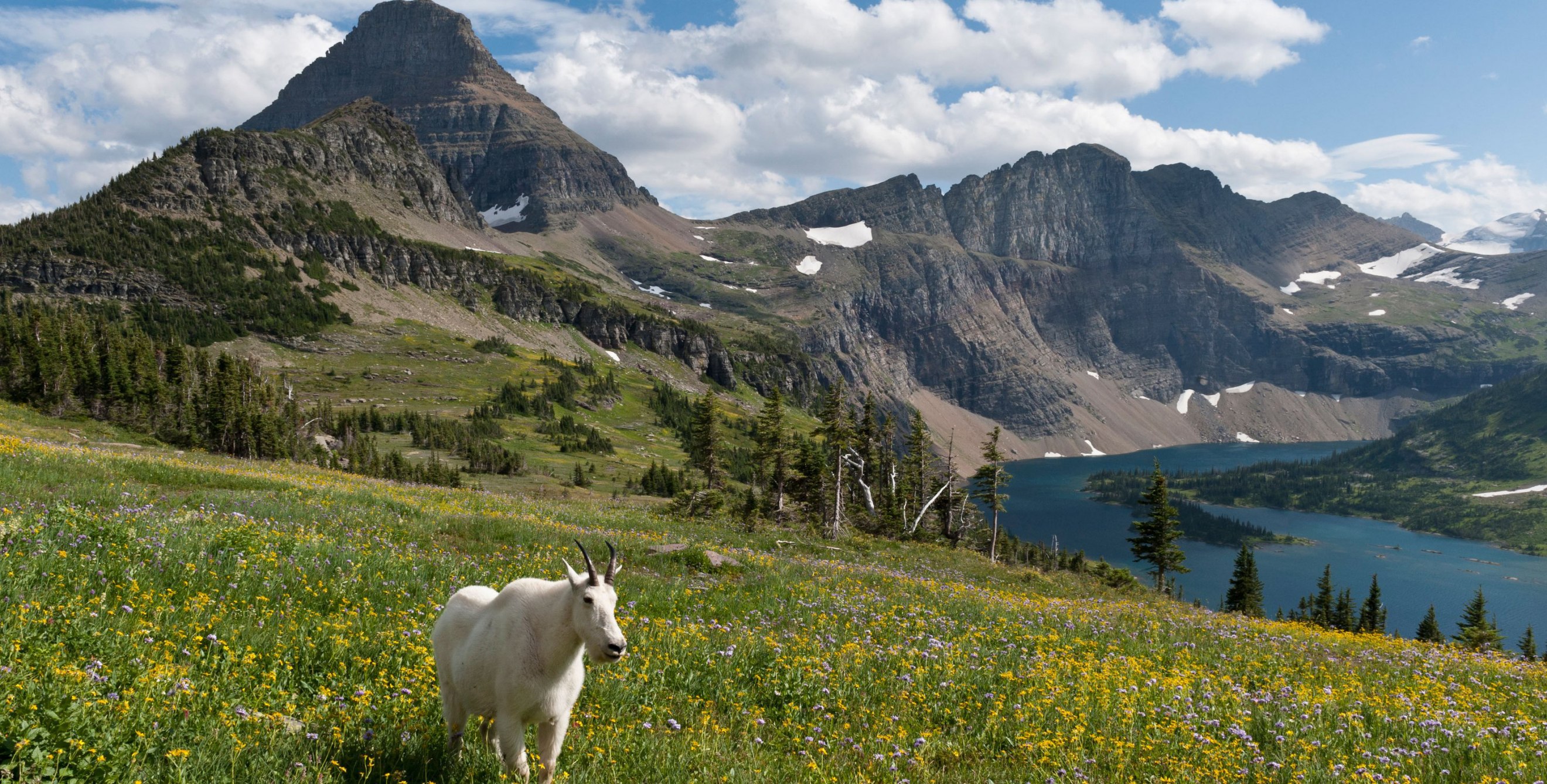 A mountain goat (Oreamnos americanus) stands in a meadow above Hidden Lake, Glacier National Park.