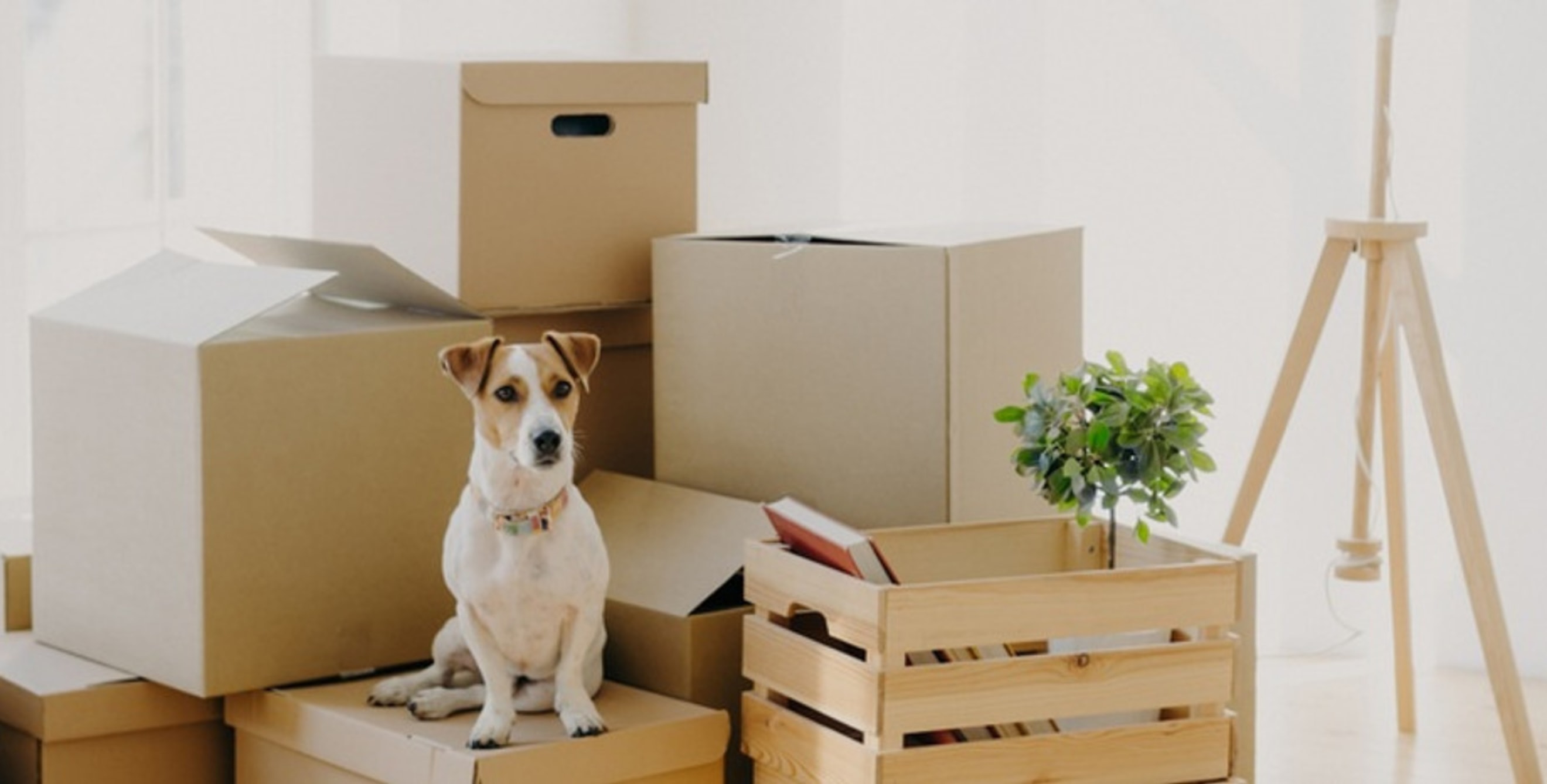 A room with some moving boxes and a dog sat on one of these boxes