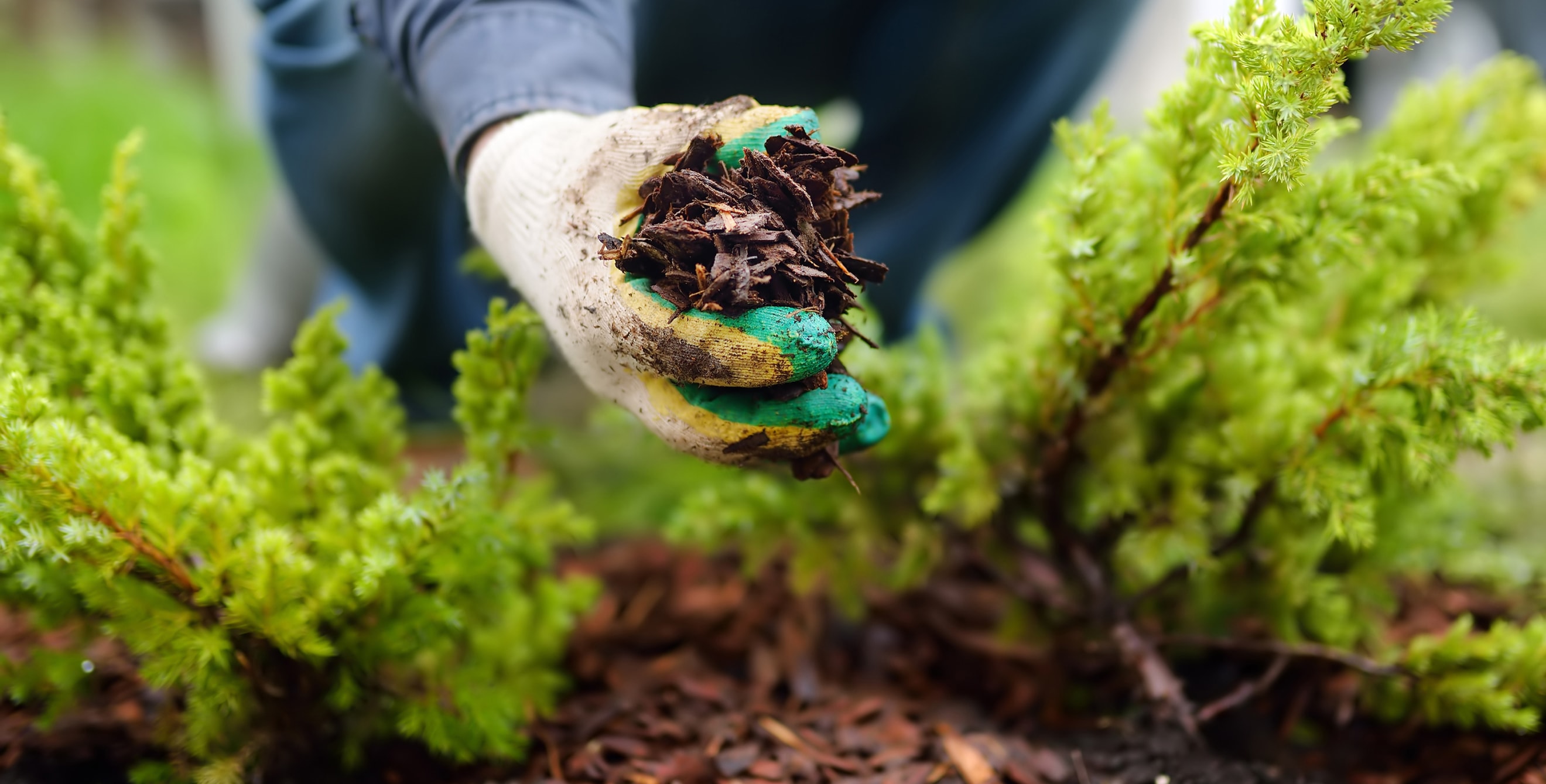 A gardener puts mulch under evergreen juniper shrubs.