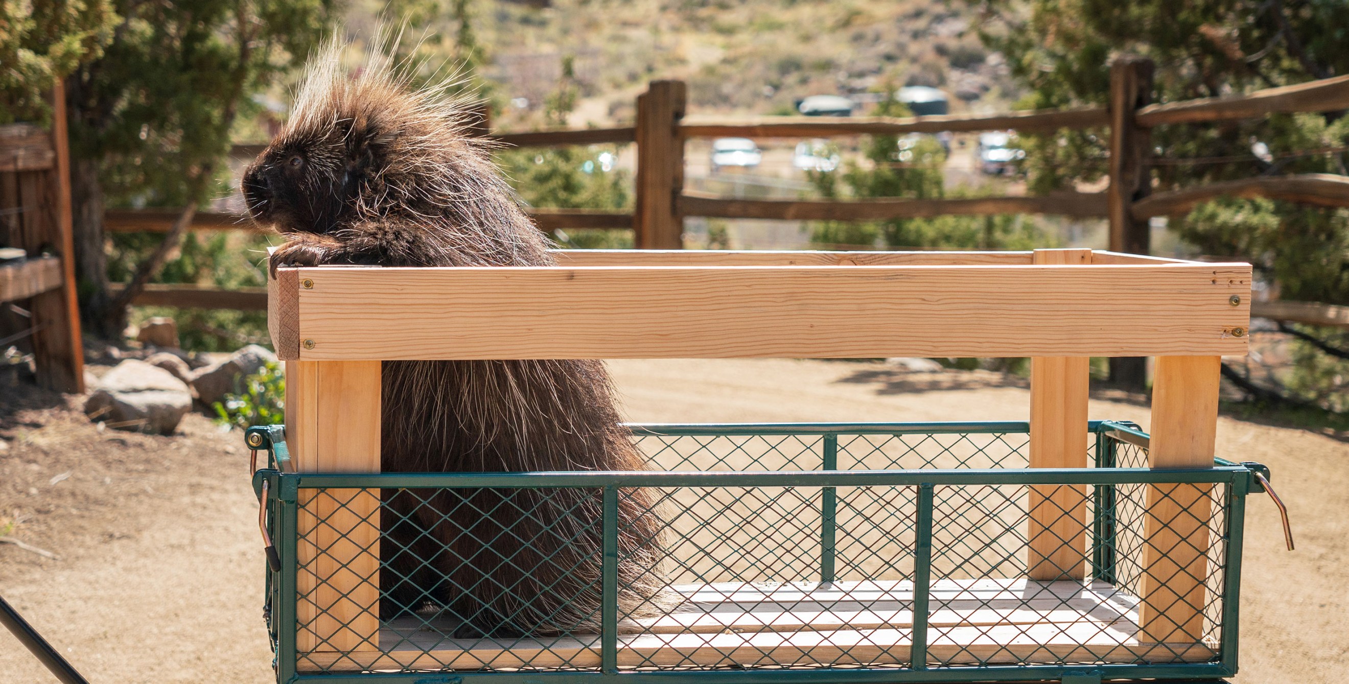 A quillber at Animal Ark in Reno, Nevada rides in a wagon.  