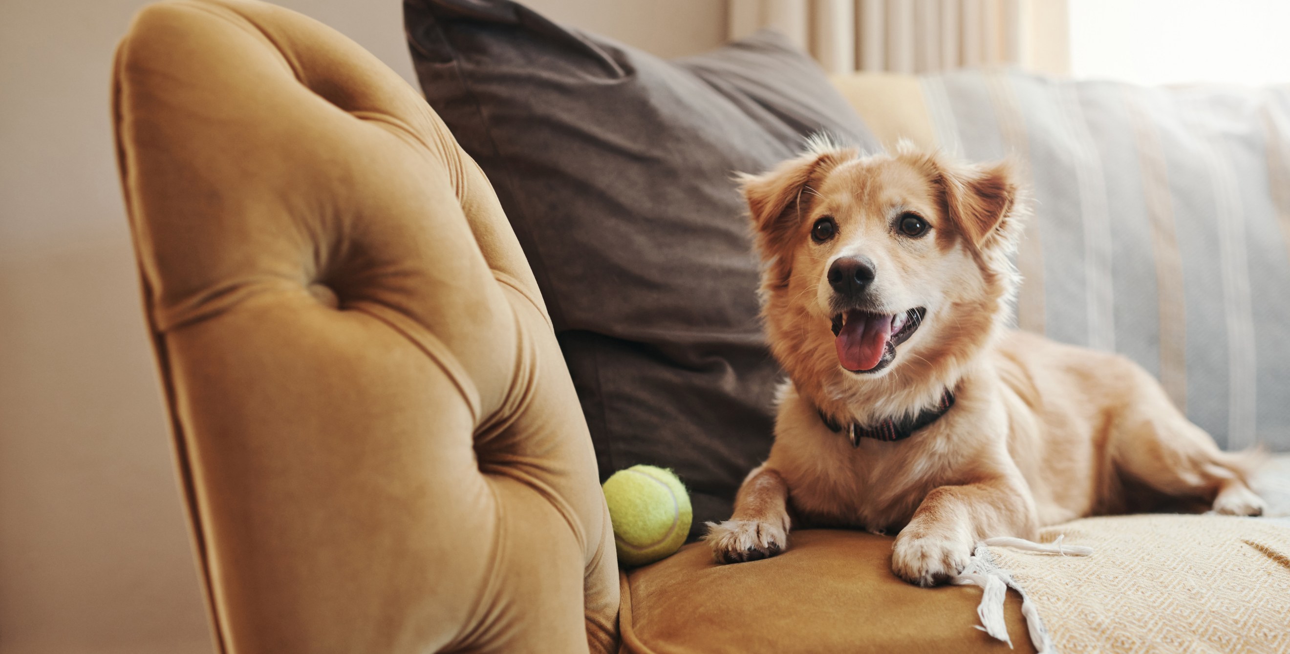 A medium-sized dog lounges on a tan couch with a tennis ball.