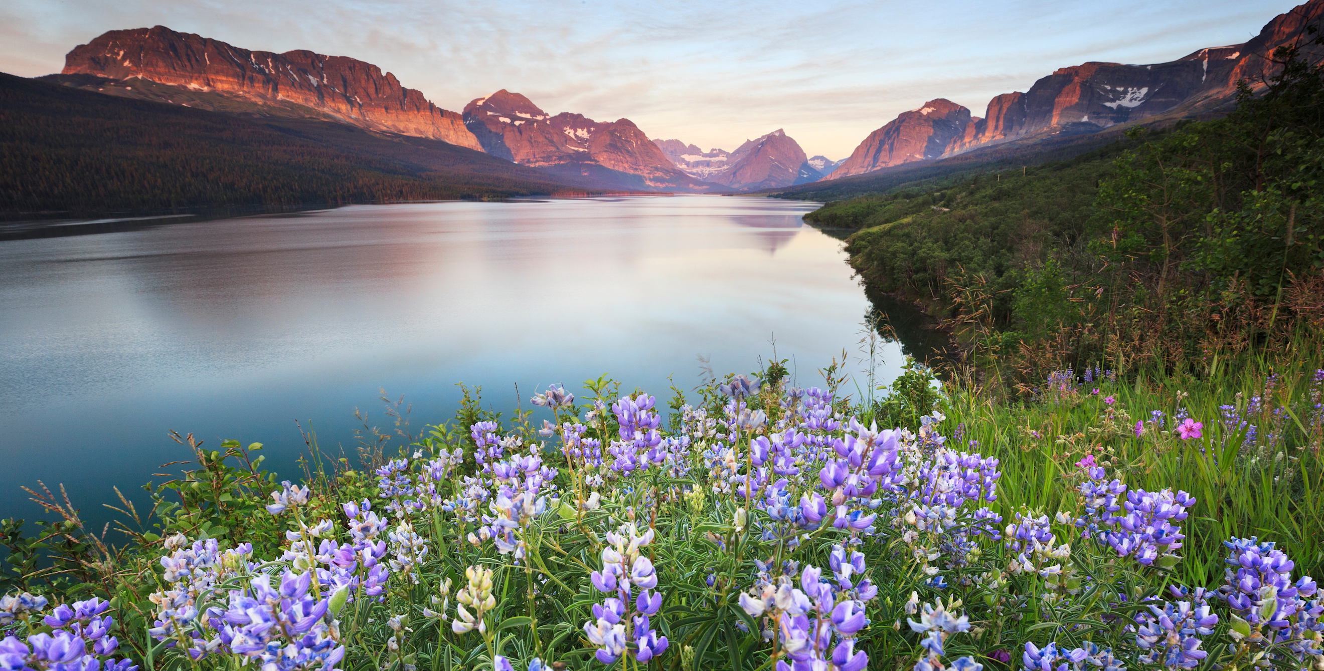 purple wildflowers are seen in the foreground in front of a lake and picturesque mountains