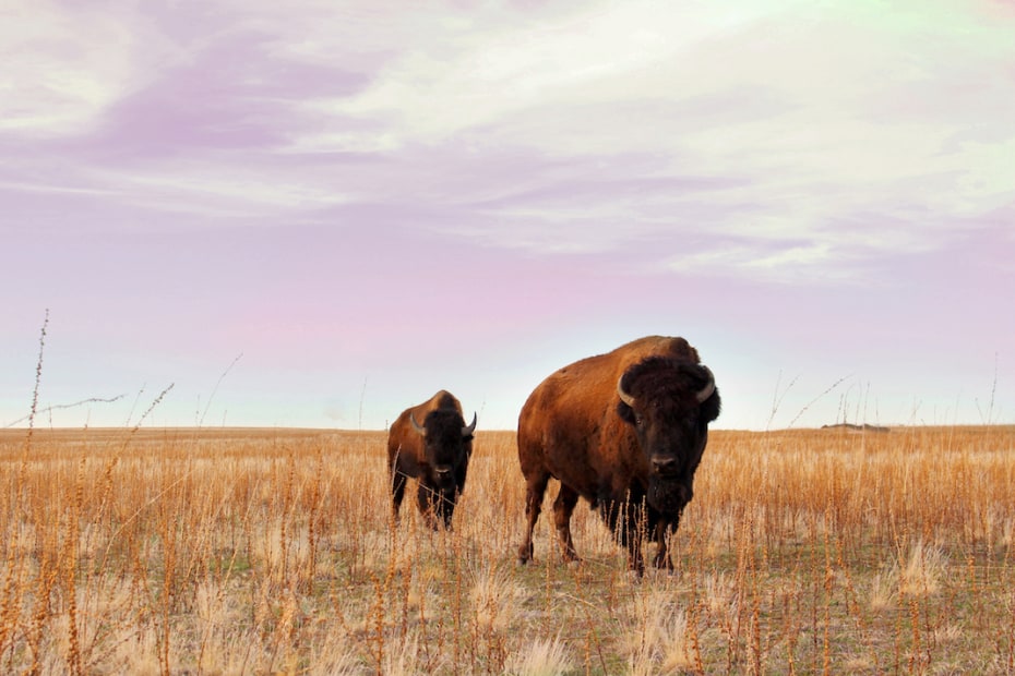 Grand Teton National Park roaming bison, picture